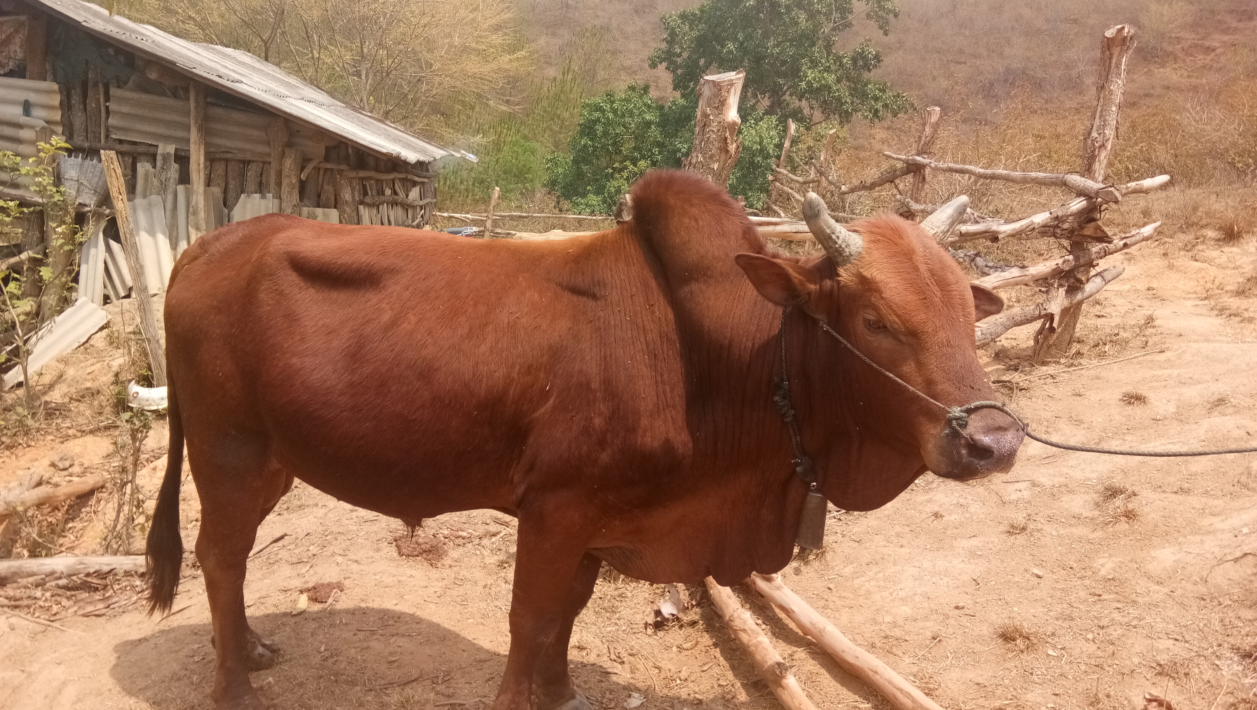 土黄牛 400-600斤 公牛