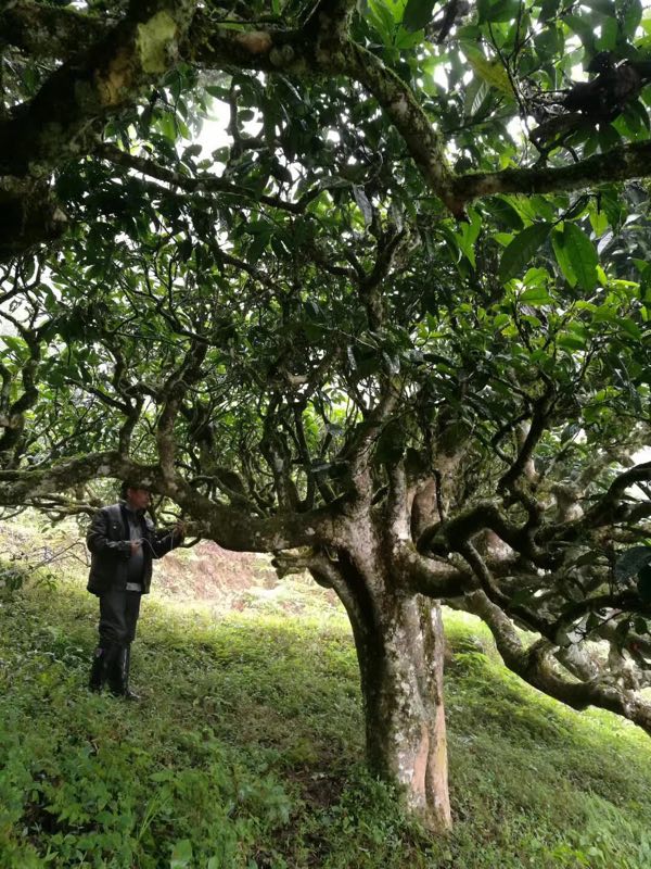 云南文山文山市古树普洱茶 古树茶