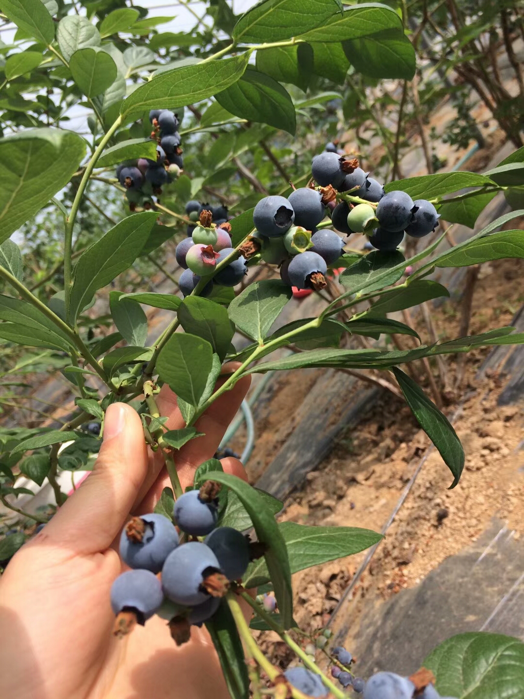 云南省红河州蒙自市蓝莓基地岀售蓝莓顺便清洗即可食用