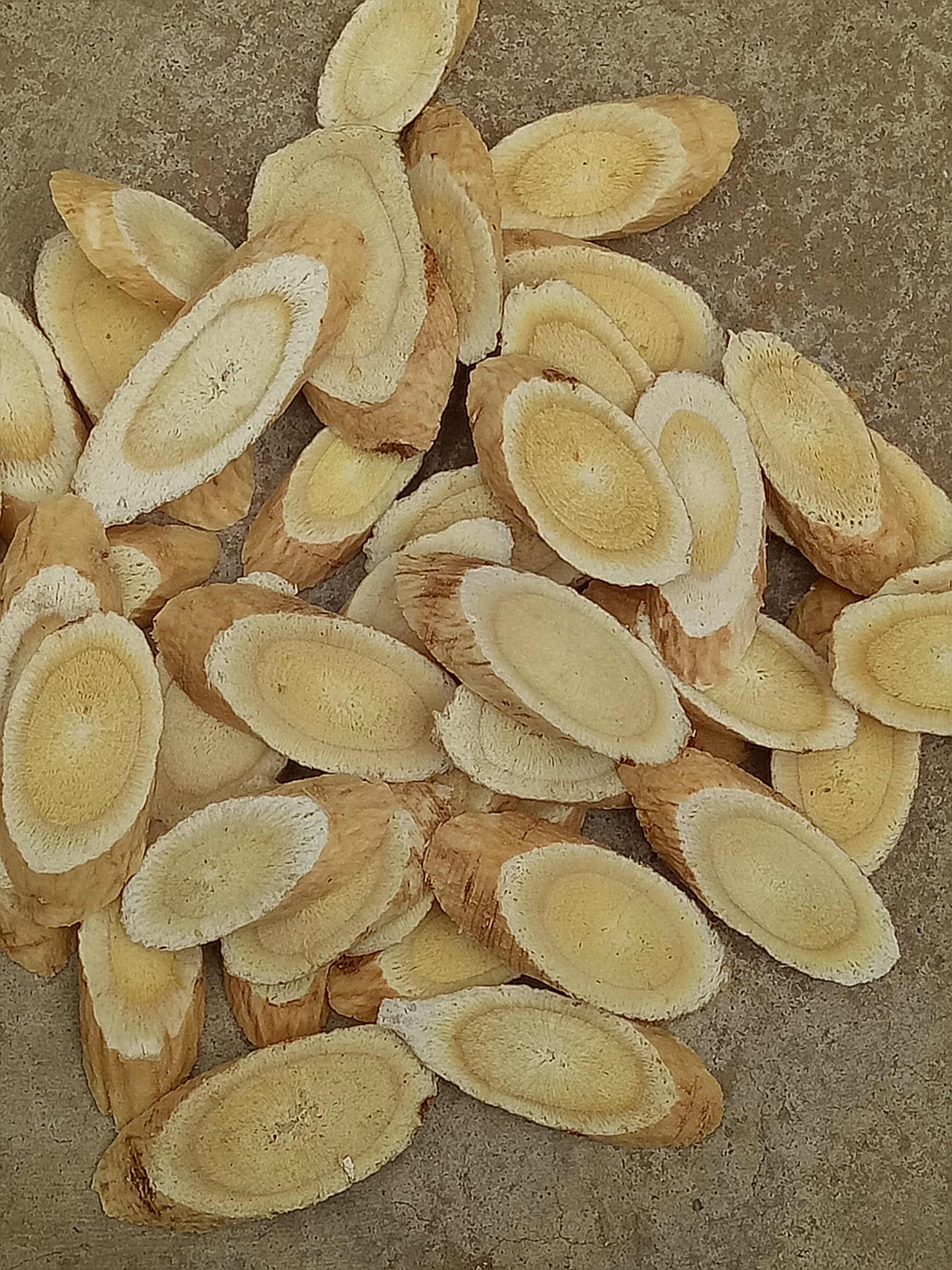 黄芪切片