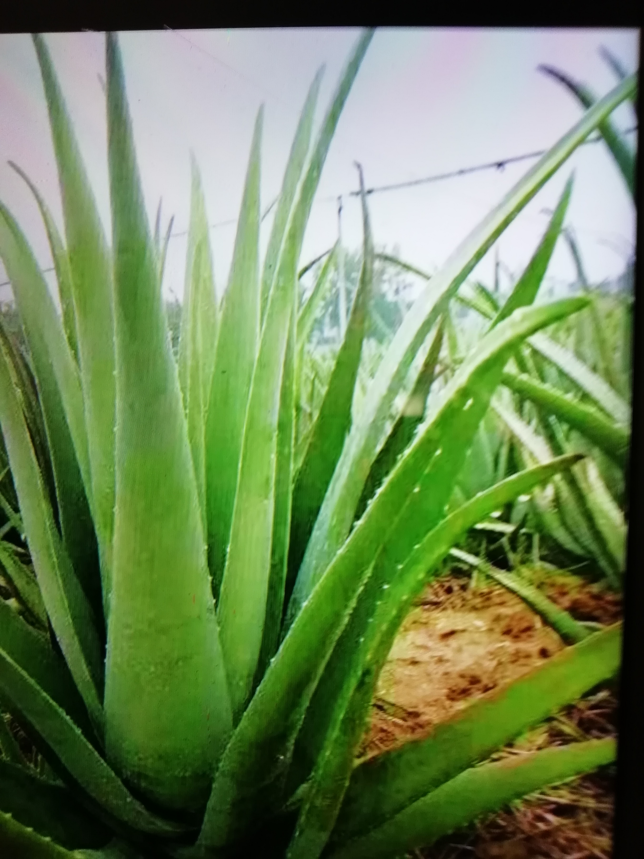 库拉索芦荟 20cm以上