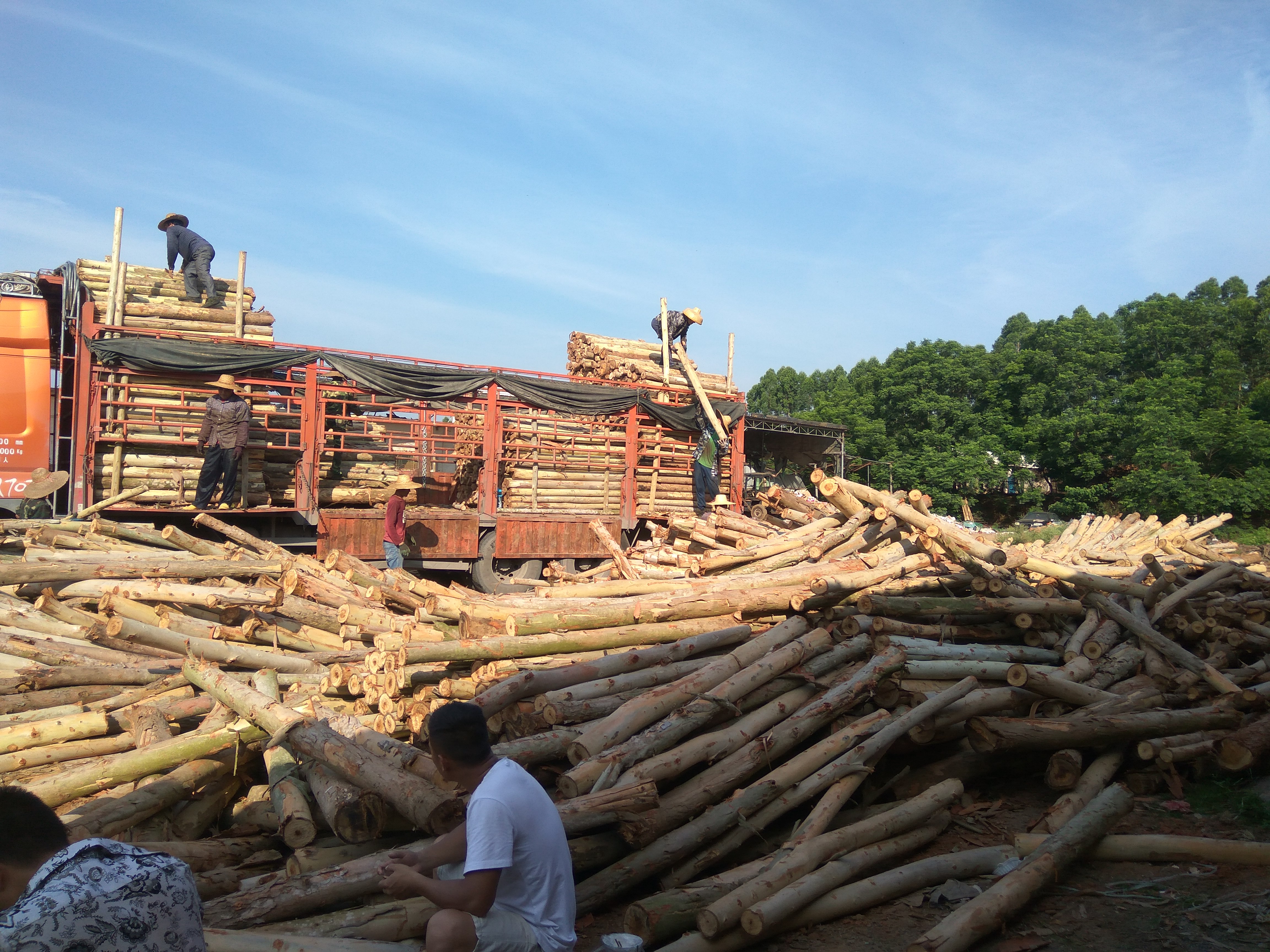 [桉木批发] 桉树原木收购点供货桉木价格0.24元/斤 - 惠农网