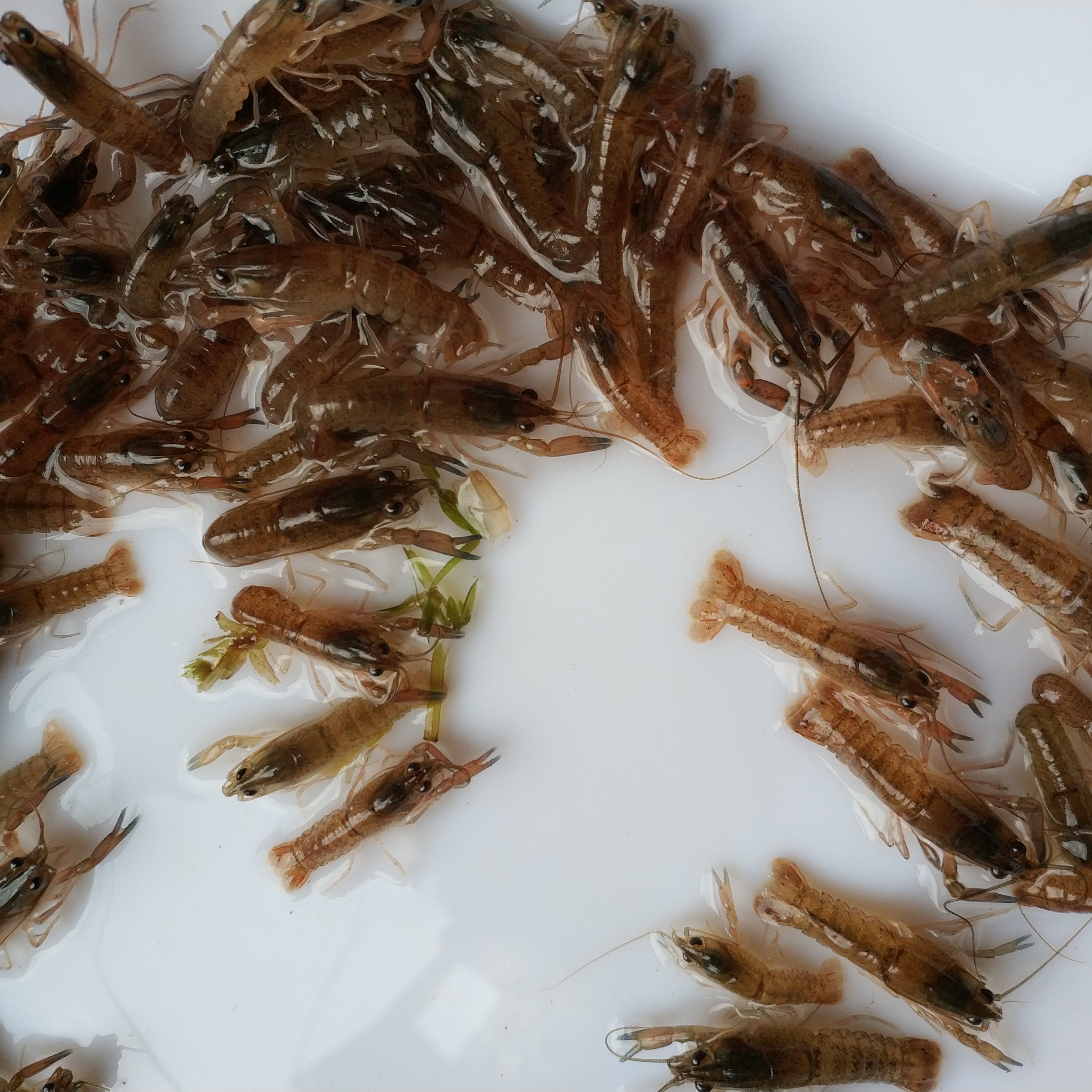 澳洲淡水小龙虾苗