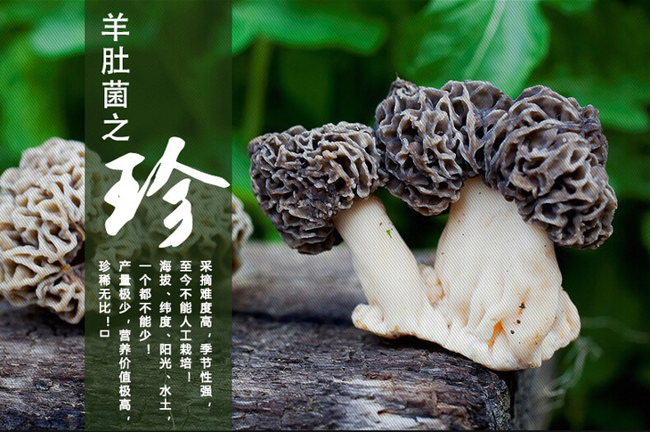 野生羊肚菌