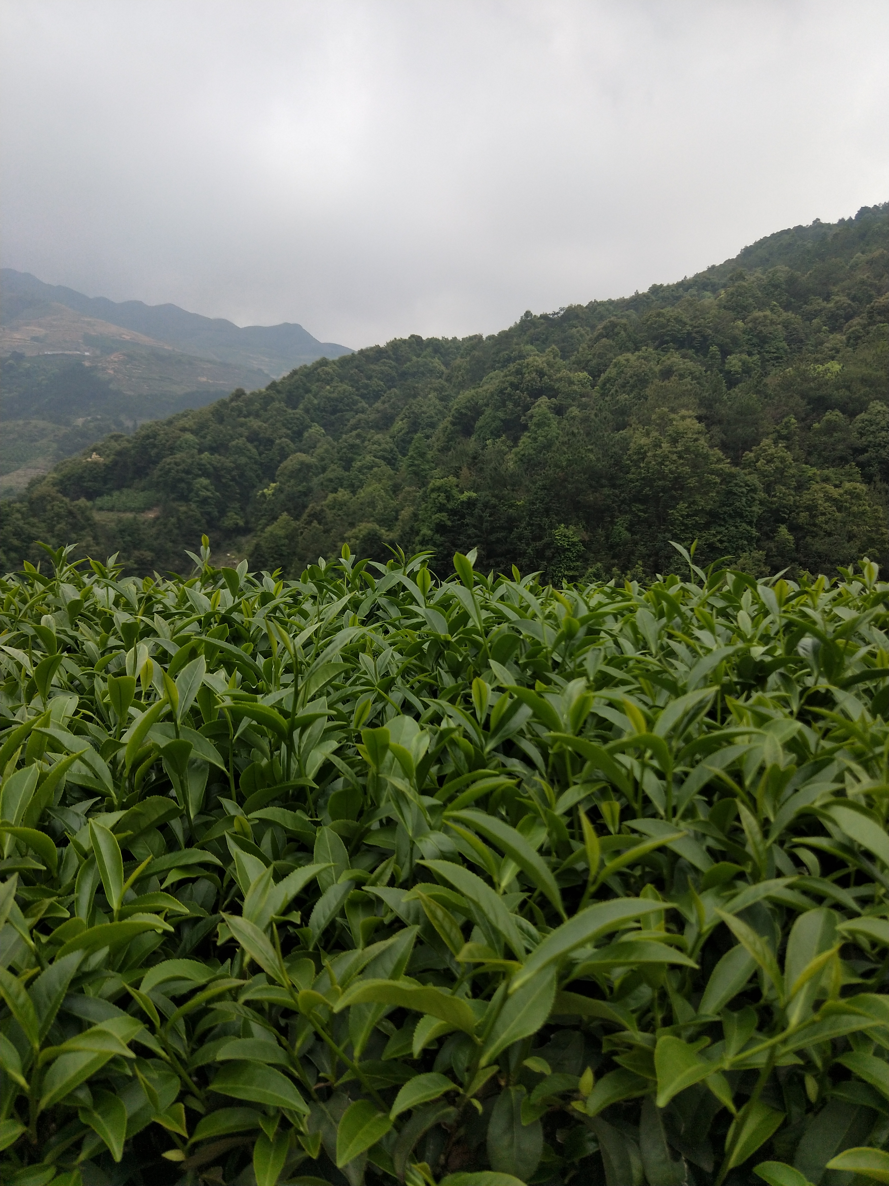 福建平和特产白芽奇兰茶 乌龙茶 熟茶 白芽奇兰