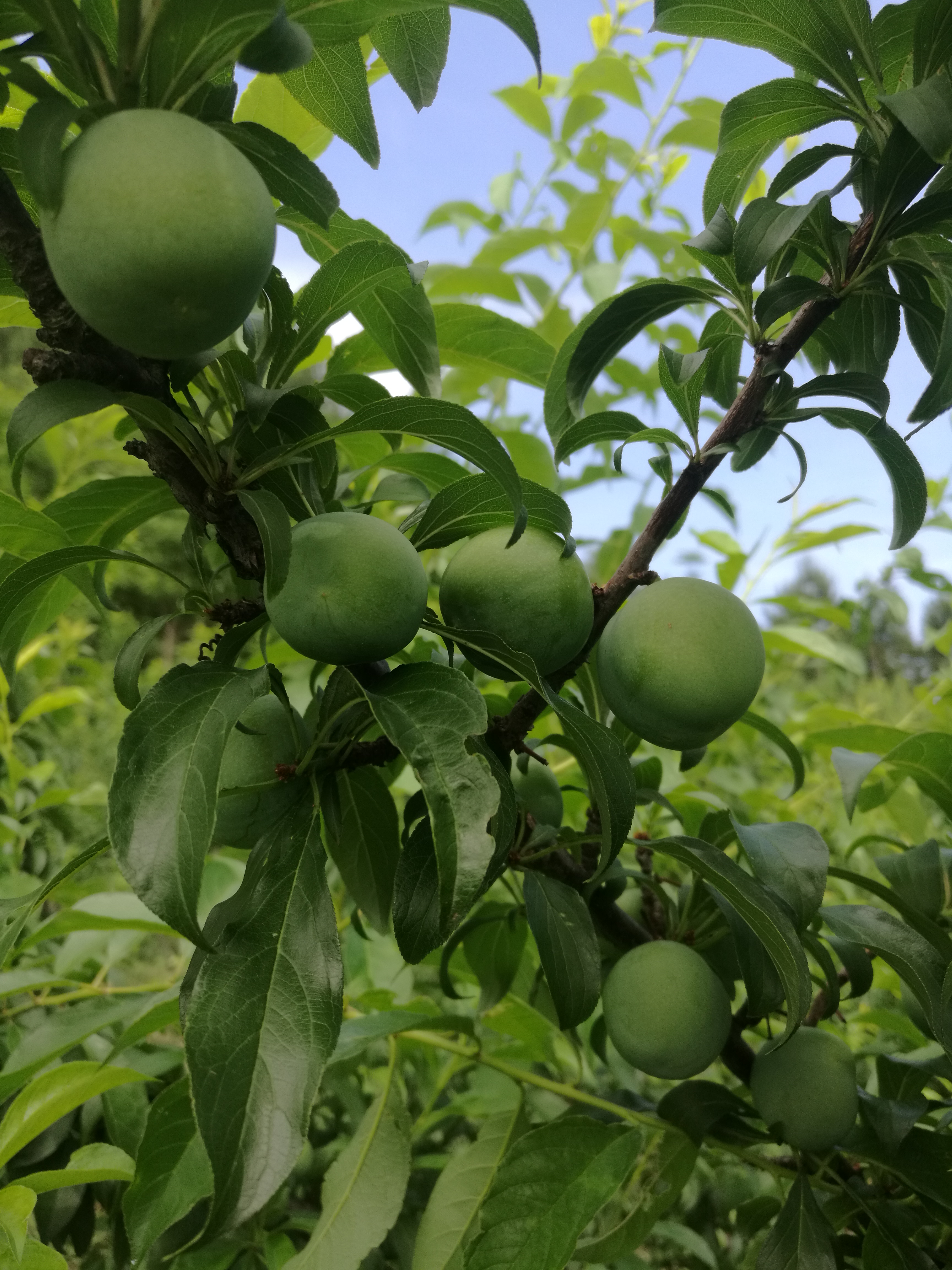 蜂糖李 60mm以上