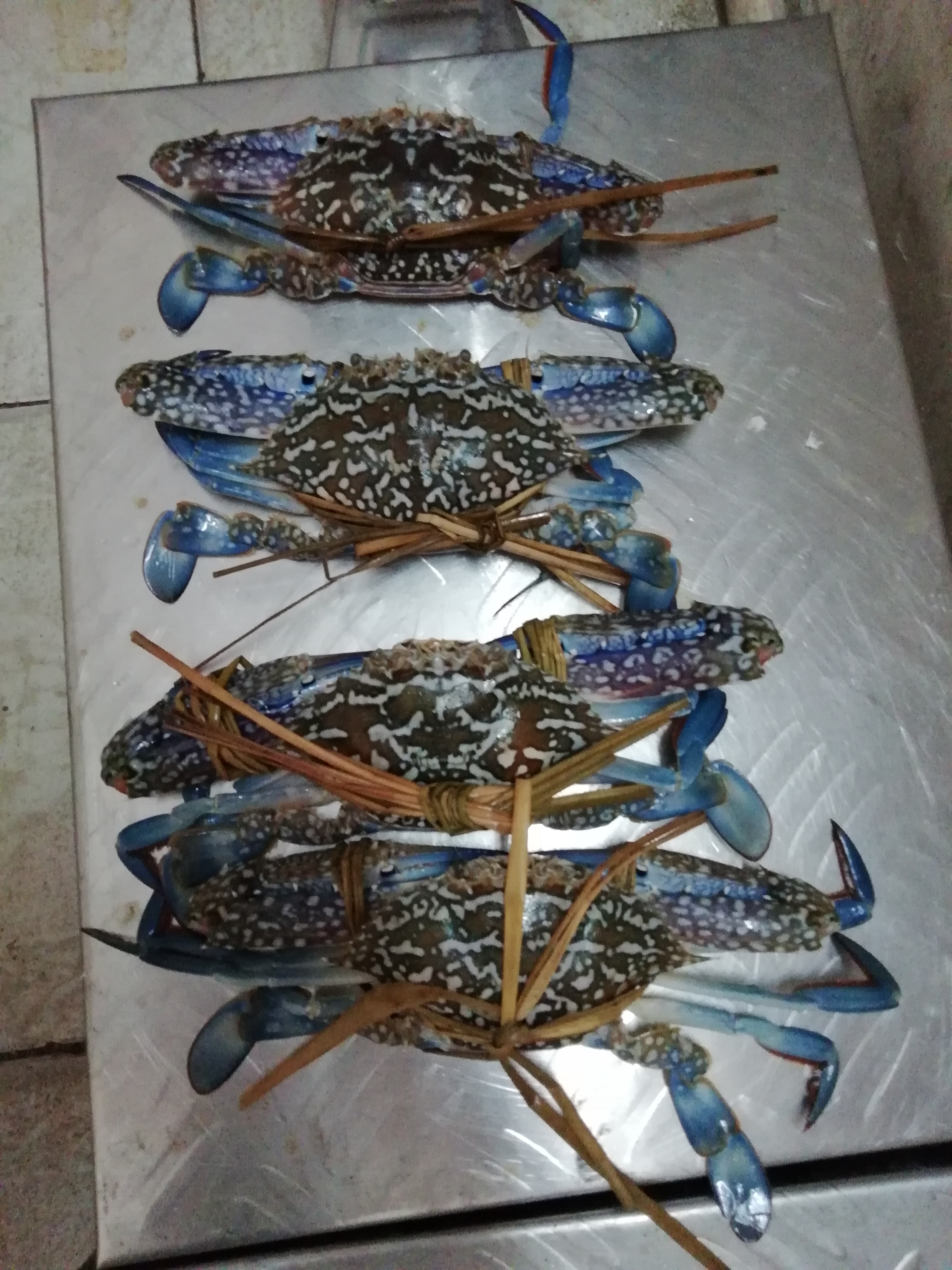 供应大厅  水产 海蟹  商品属性 品种名:蓝花蟹 商品详情 *生海捕的蓝