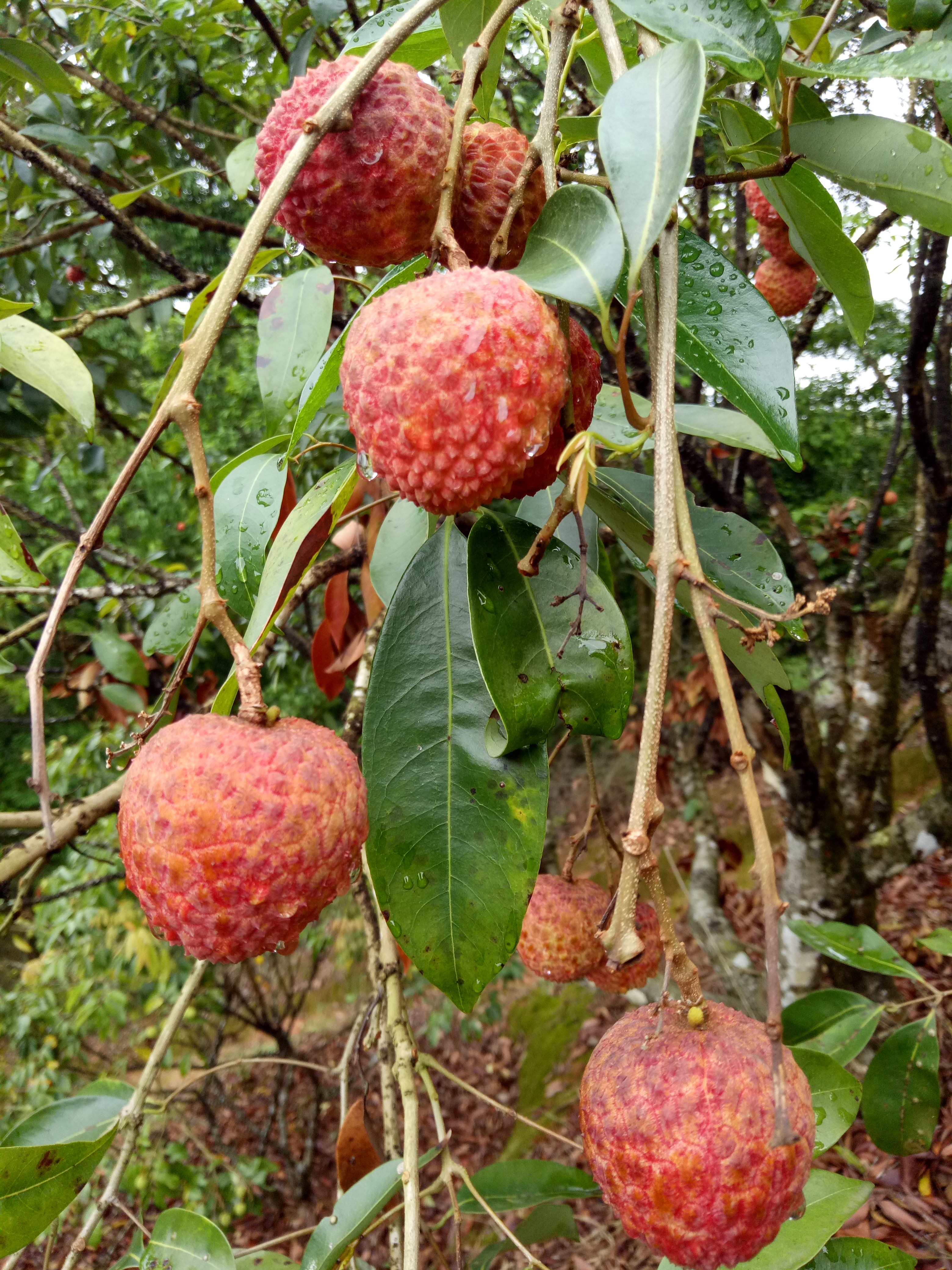 白糖罂荔枝 2cm