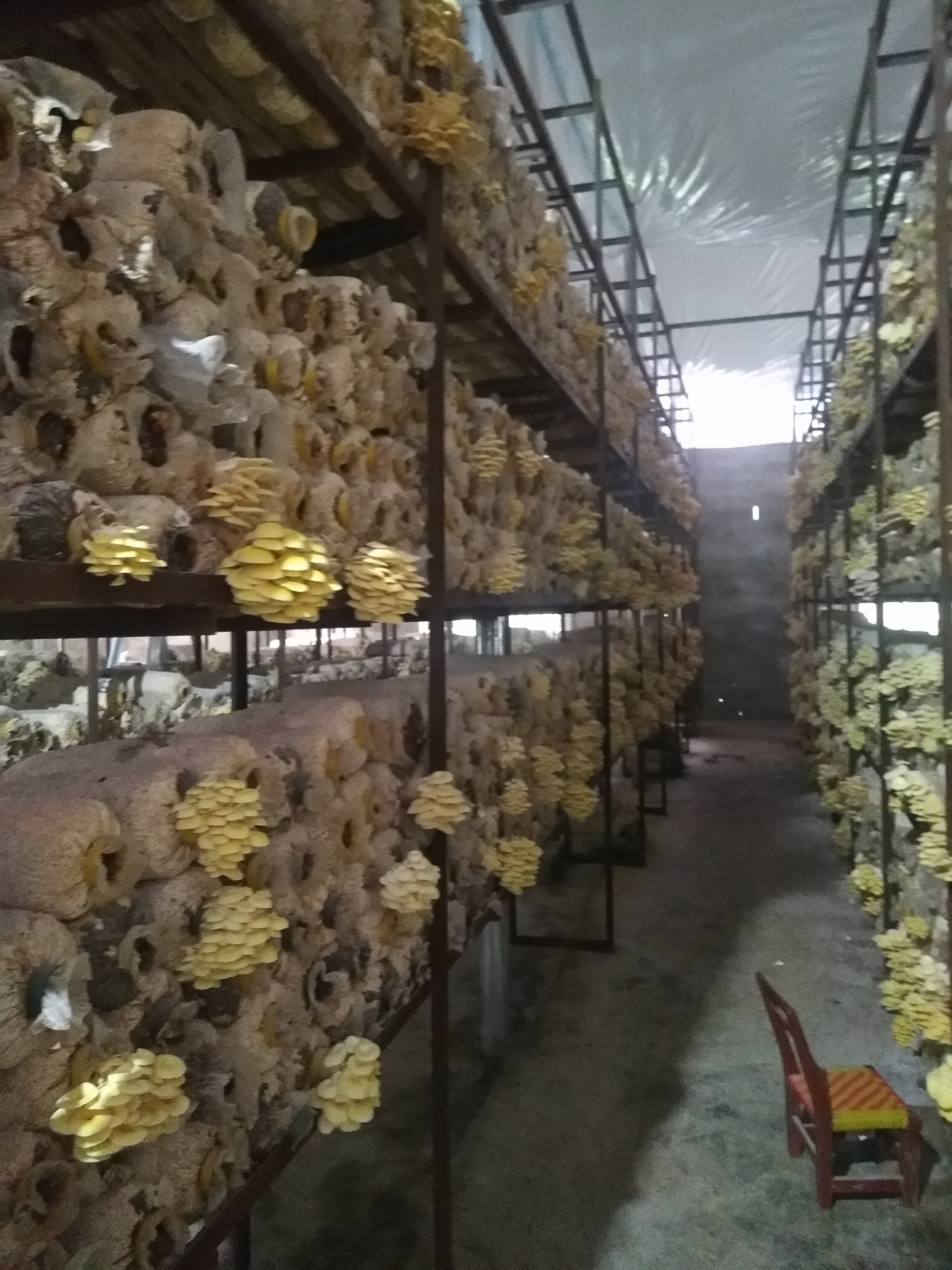 [黄蘑批发]黄金菇 鲜货 人工种植 价格7元/斤 - 惠农网