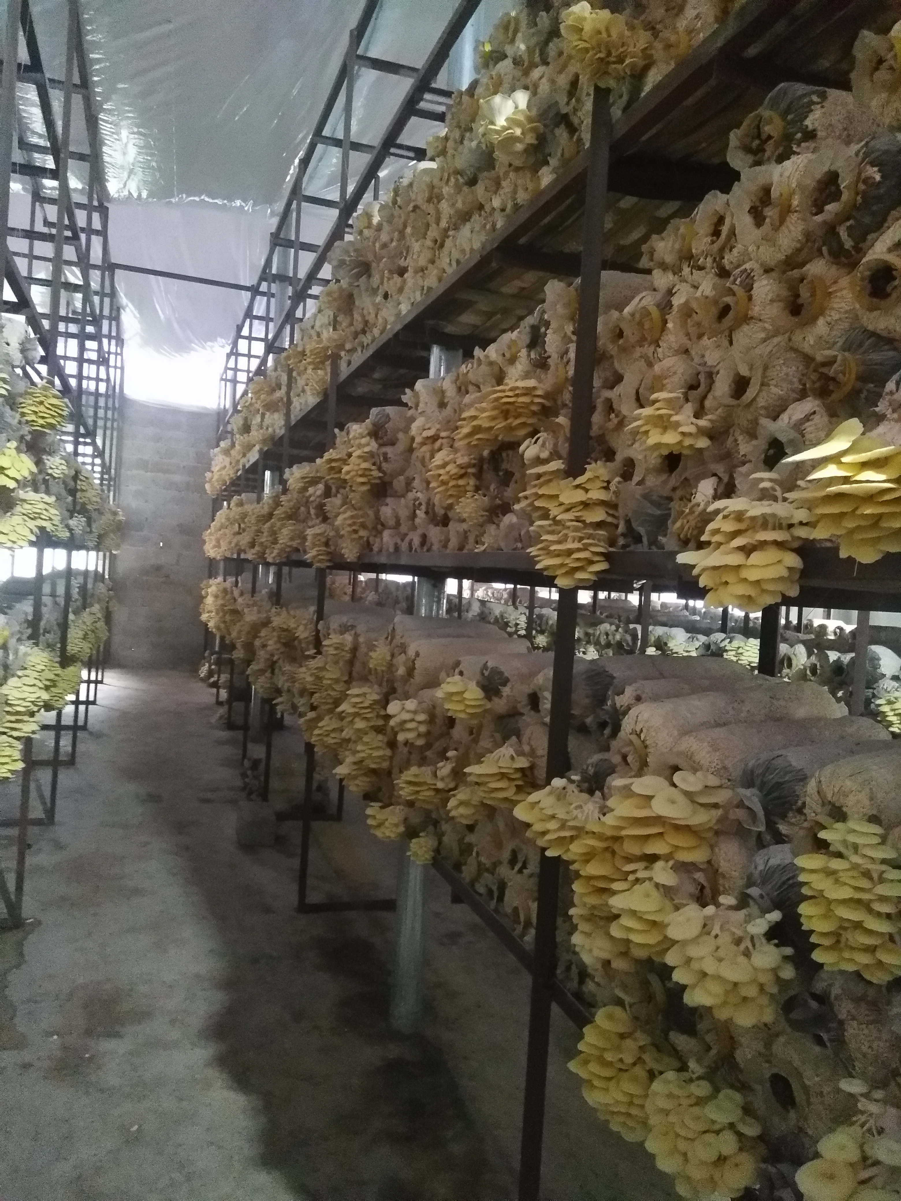 黄金菇 鲜货 人工种植