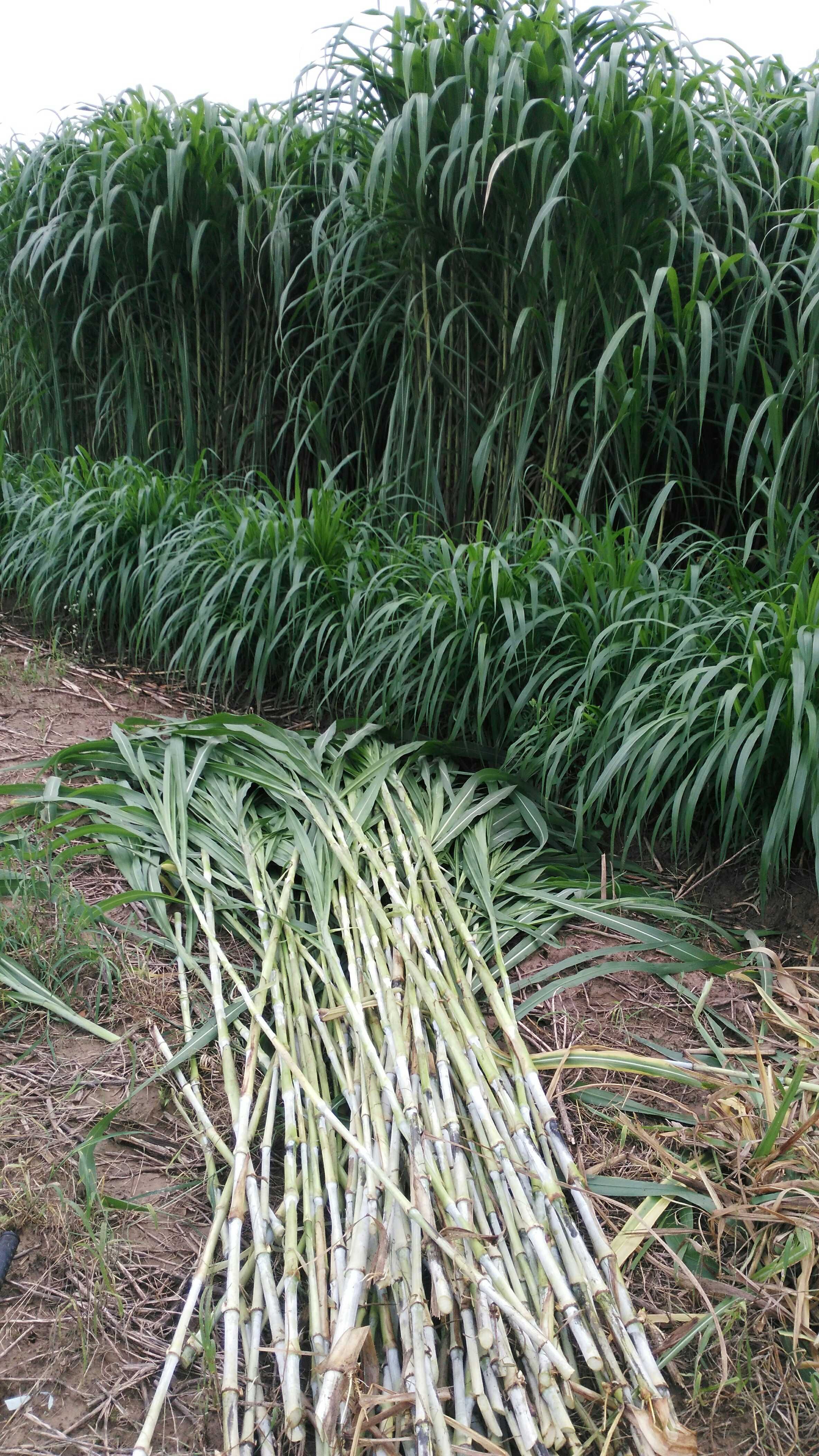 皇竹草种子 多年生牧草/抗冻性强