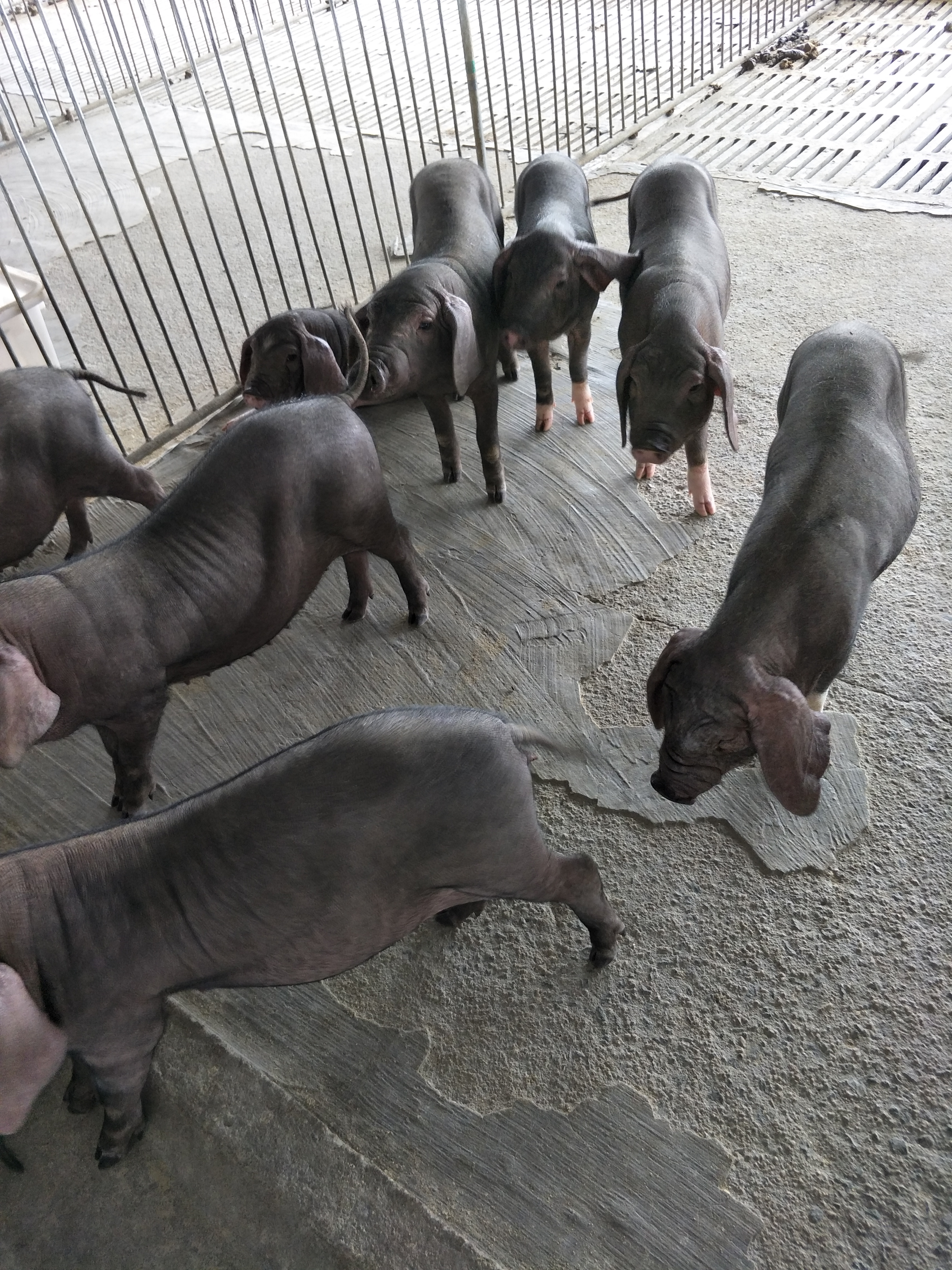 太湖猪 20-25斤