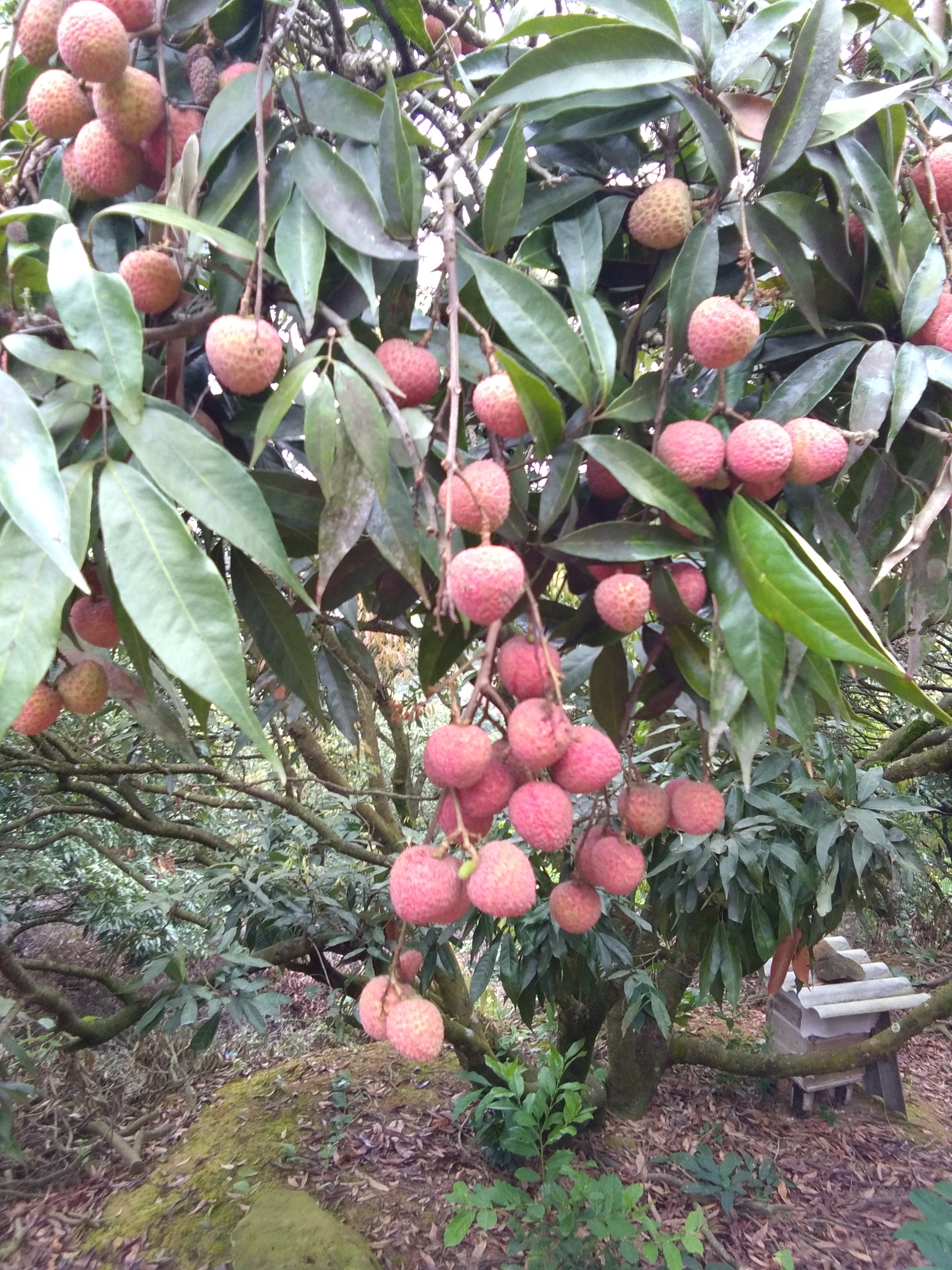 黑叶荔枝 1.5cm
