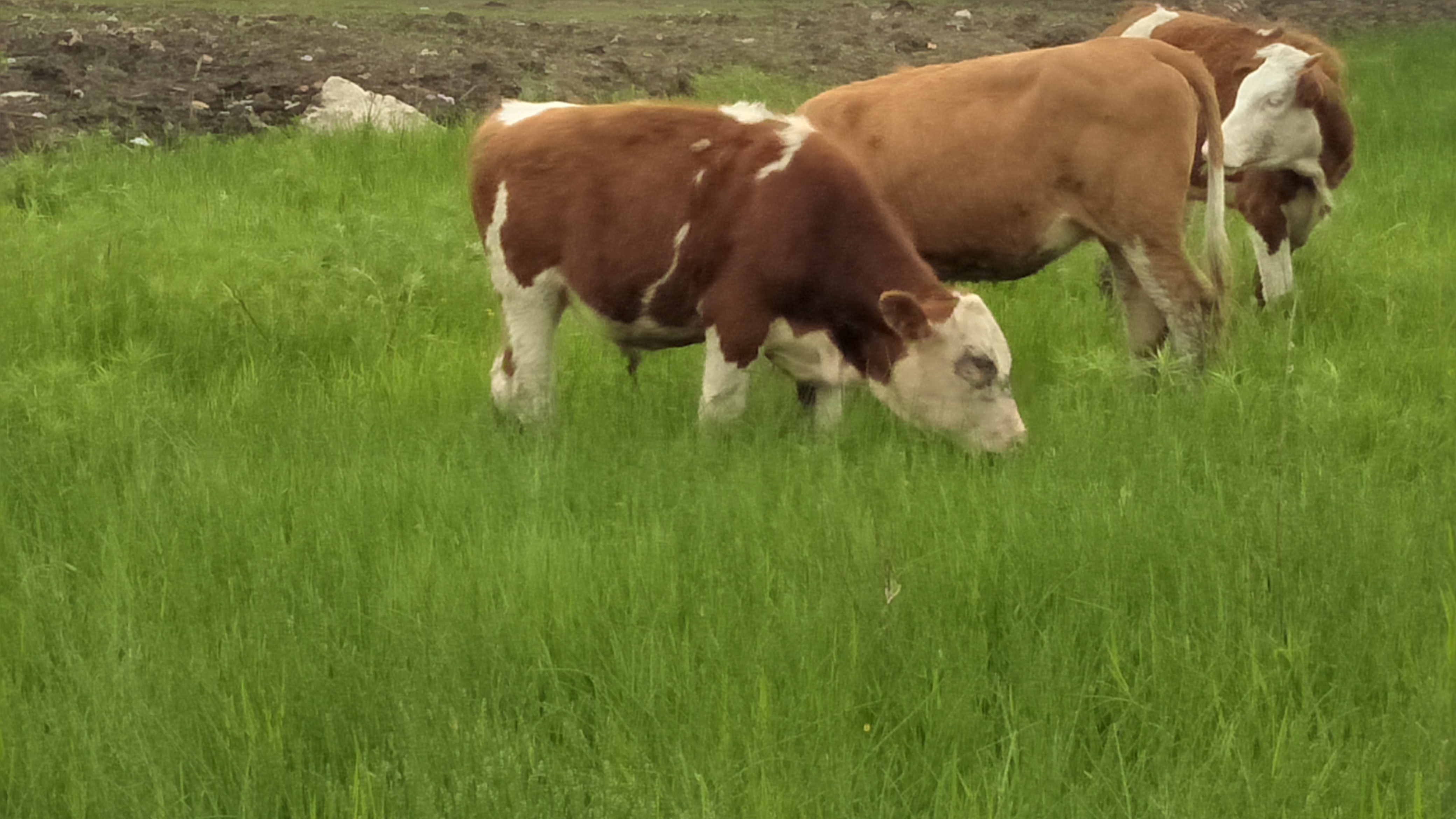 西门塔尔牛 800-1000斤 公牛