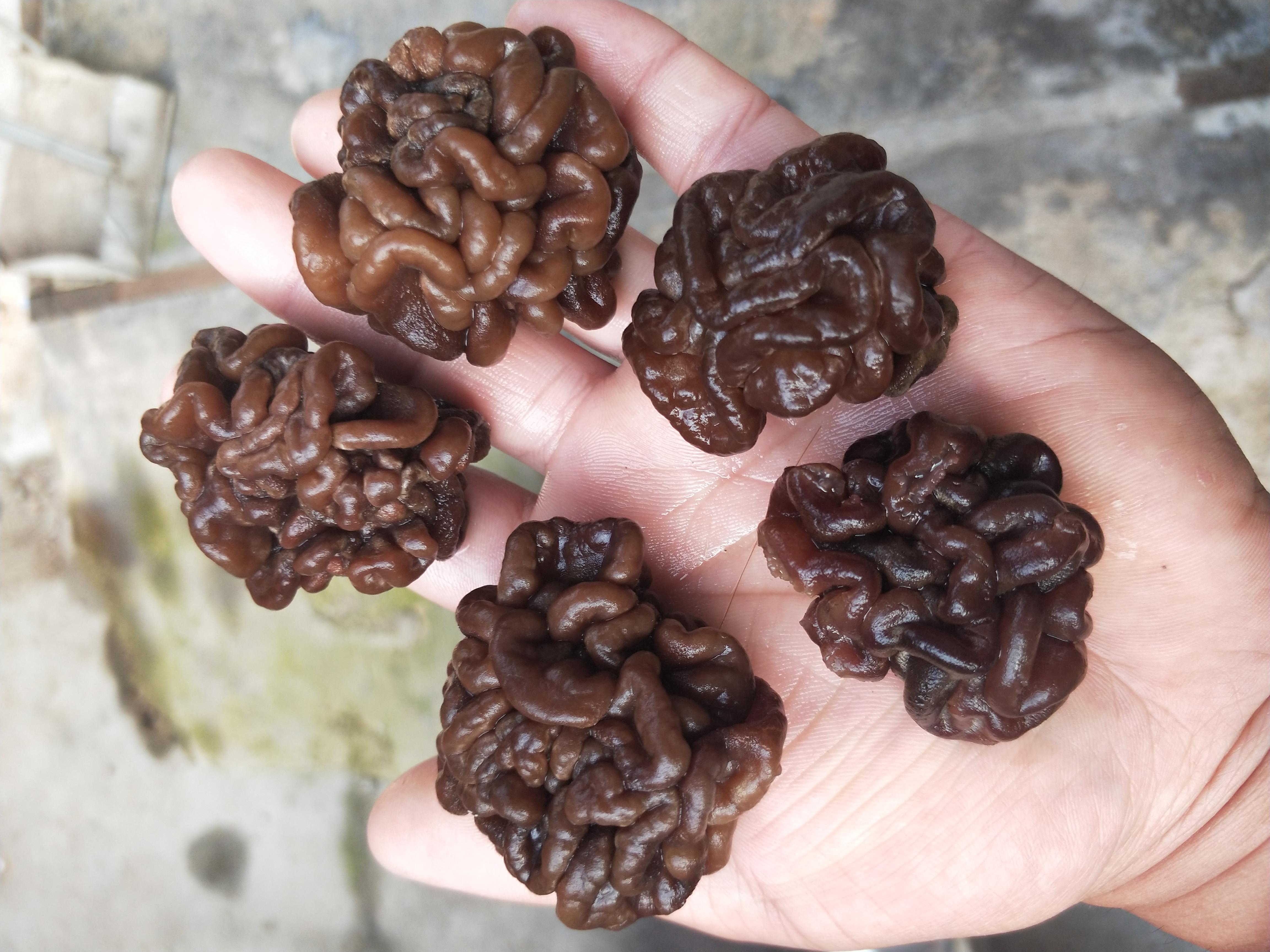 短刺猴头菇 猴脑菇猴脑菌猴脑菇批发零售核桃菇菌核桃菌!