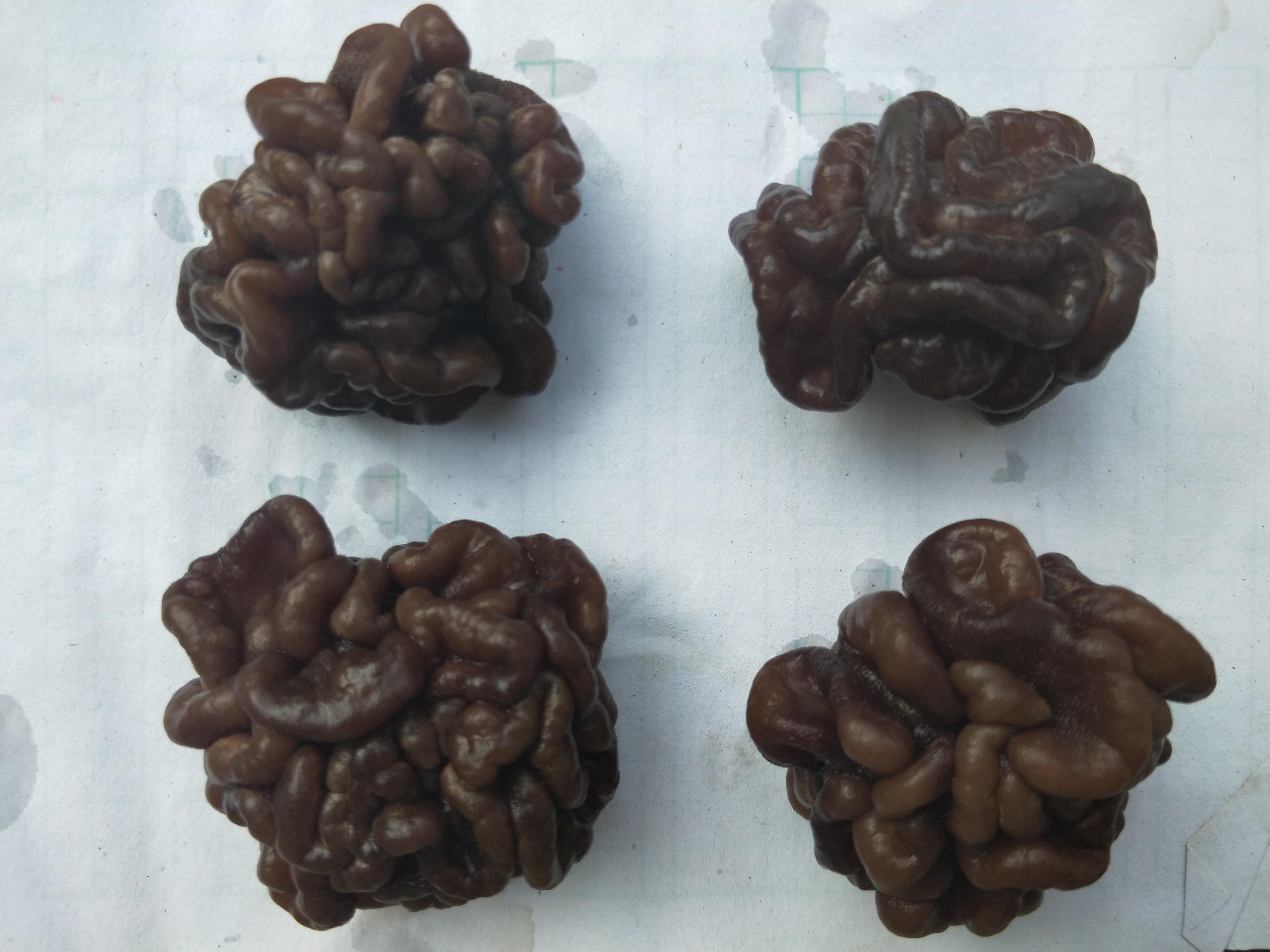 短刺猴头菇 猴脑菇猴脑菌猴脑菇批发零售核桃菇菌核桃菌!