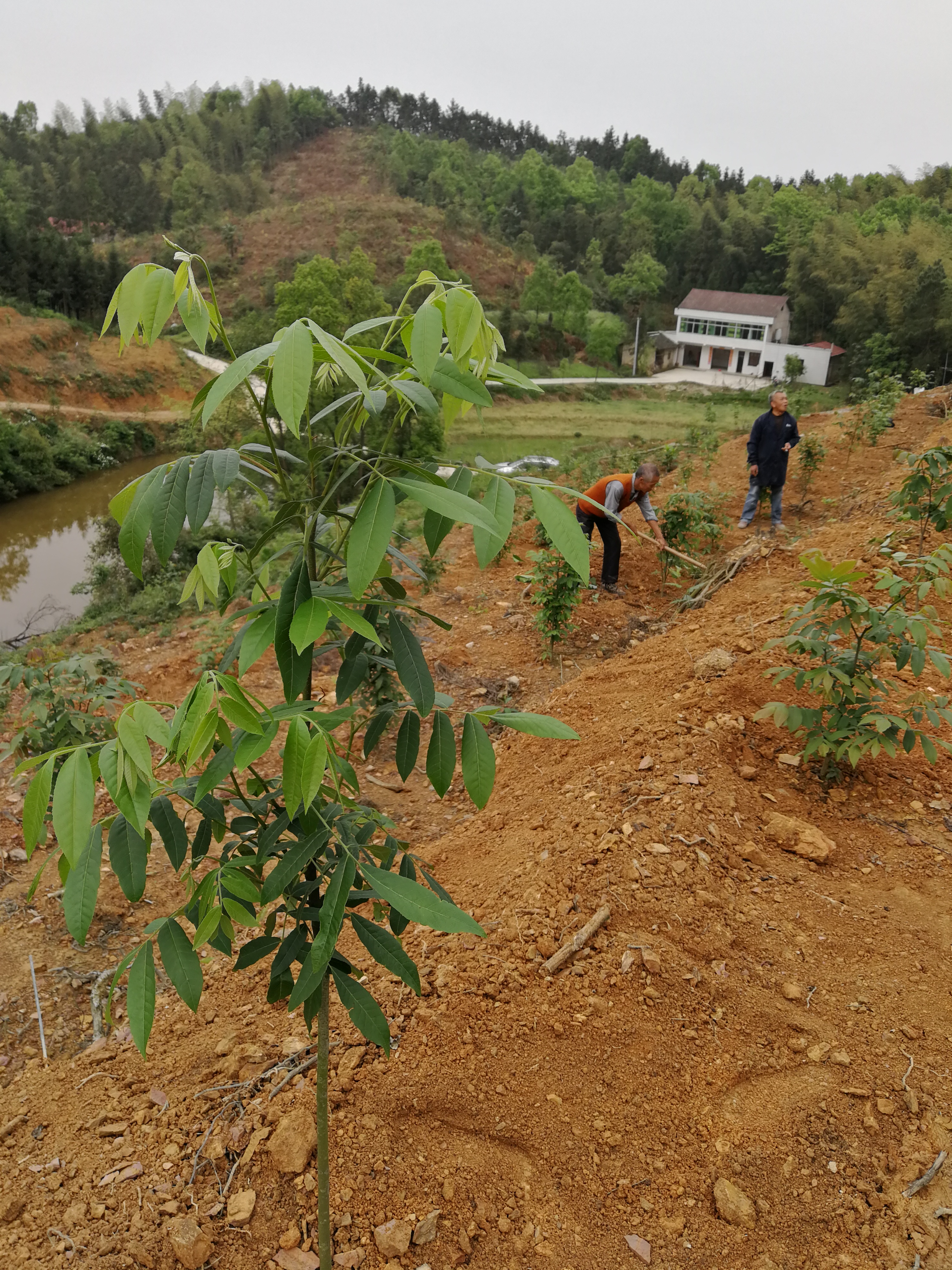 正宗的青钱柳原叶,无任农药筹何残留物 可以提供:协助找车