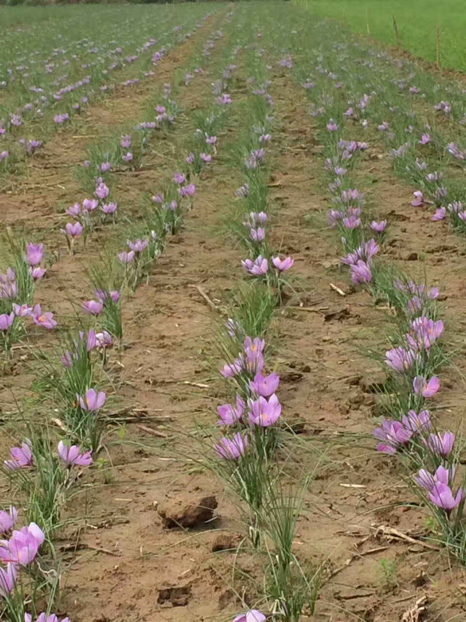 藏红花苗 藏红花种球,产地直批,包产品收购,部分地区包邮,公平交易