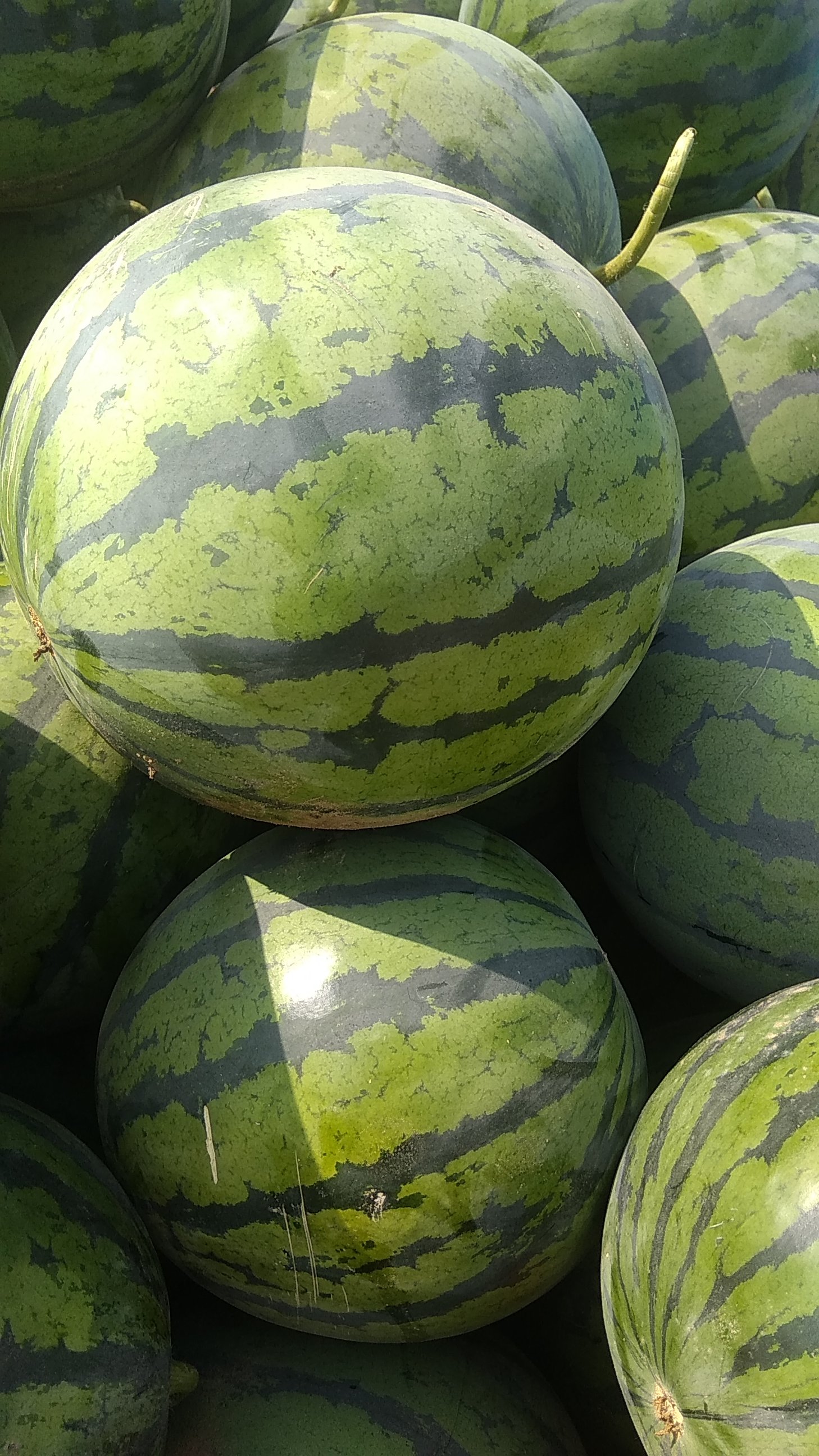 京欣西瓜 量大从优