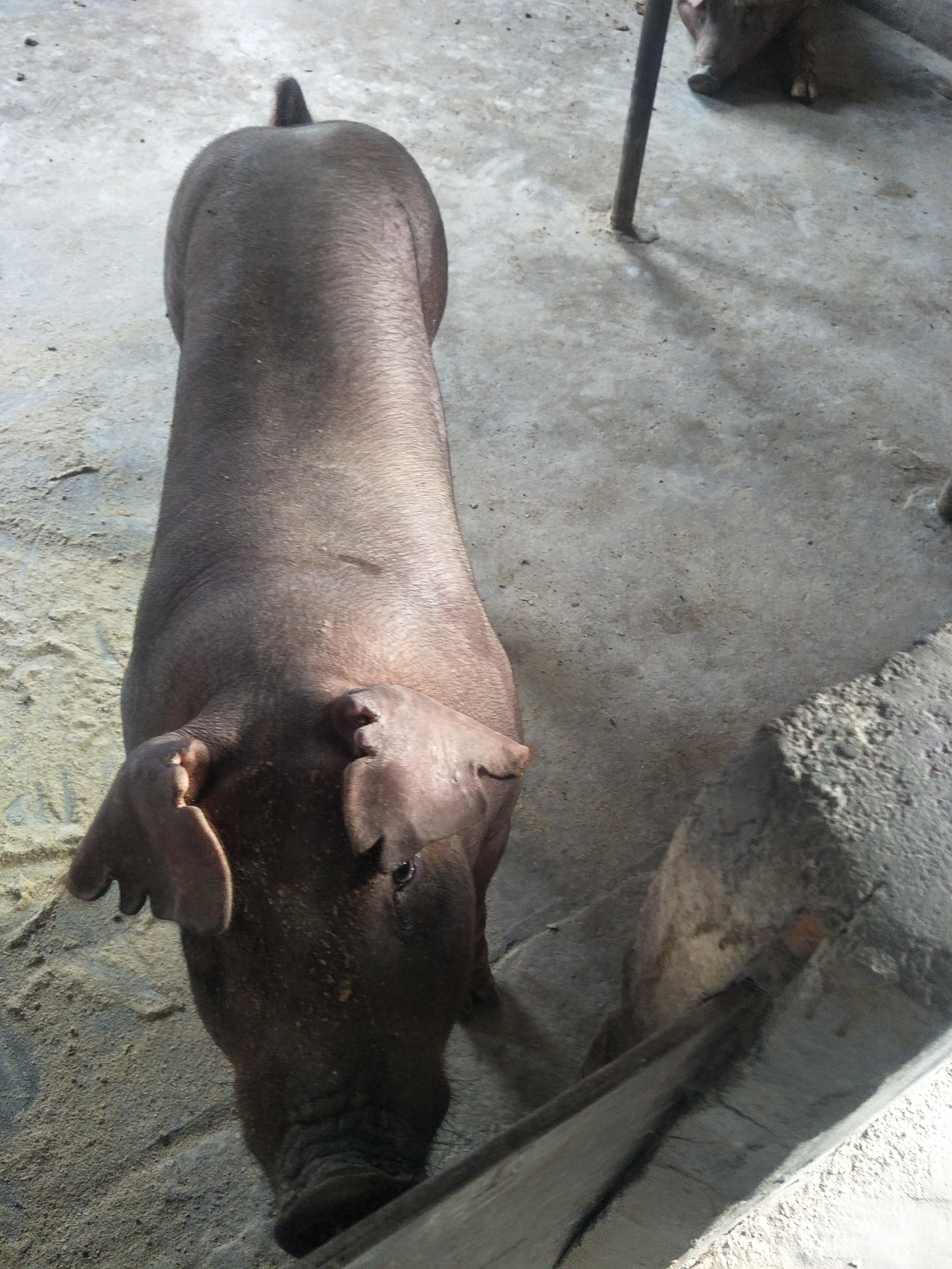 杜洛克猪 160-200斤