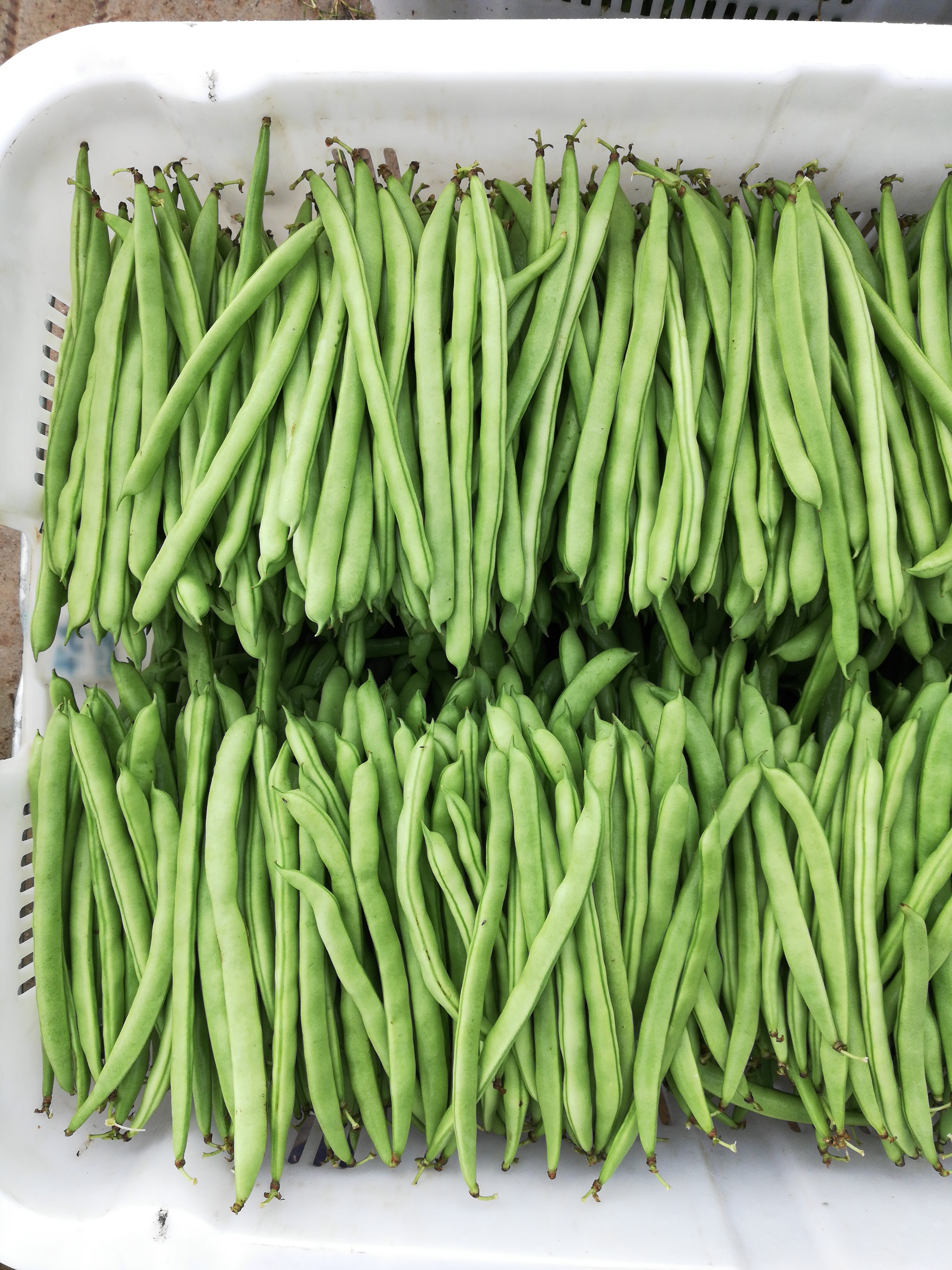 蔬菜 四季豆   商品属性 品种名:紫花四季豆 商品详情 产区,种植基地
