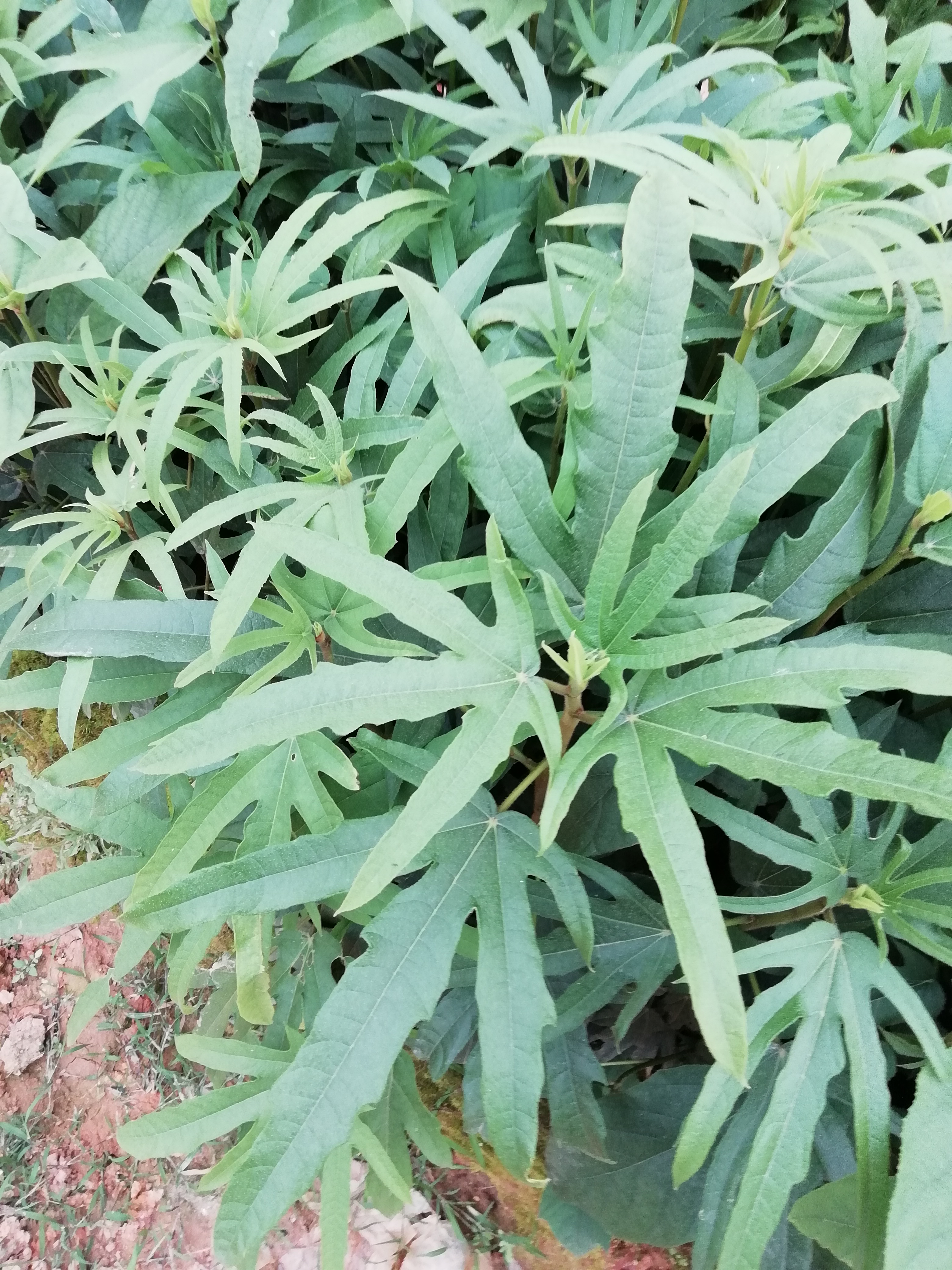 五指毛桃 种子