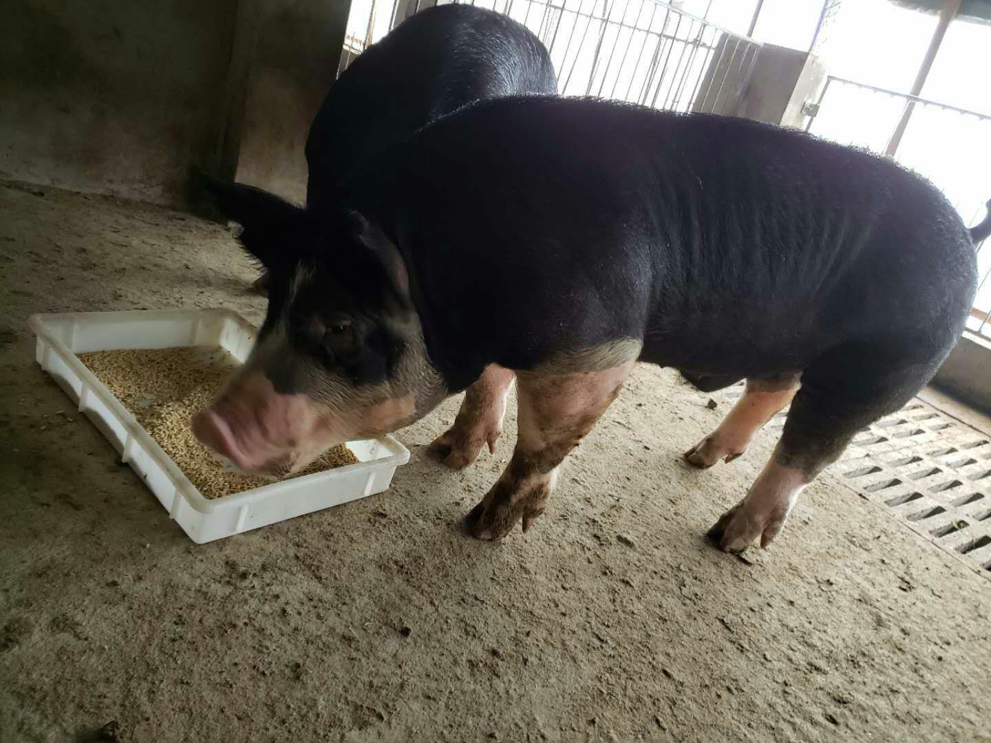 巴克夏公猪 60斤以上