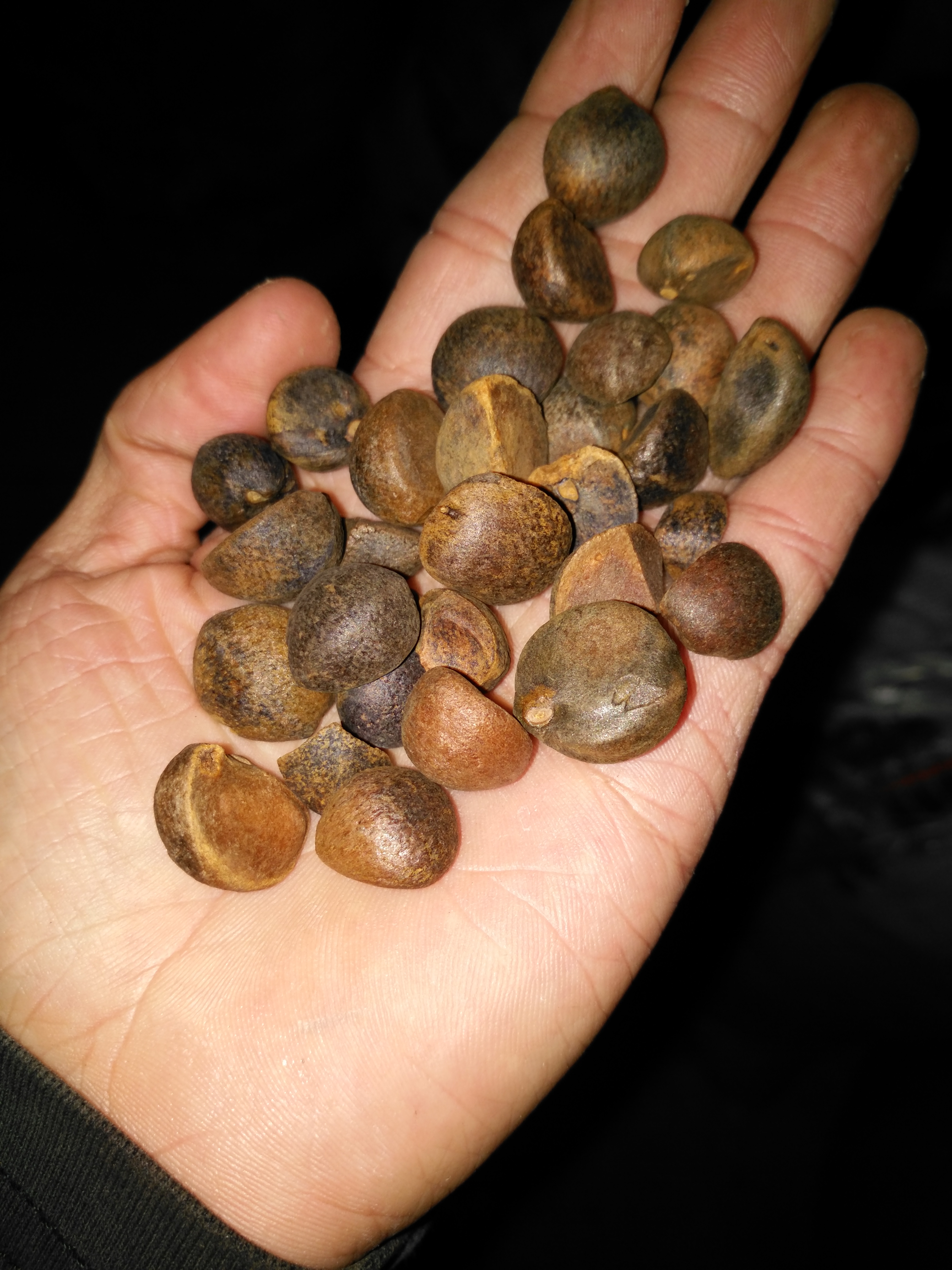 *山茶籽
