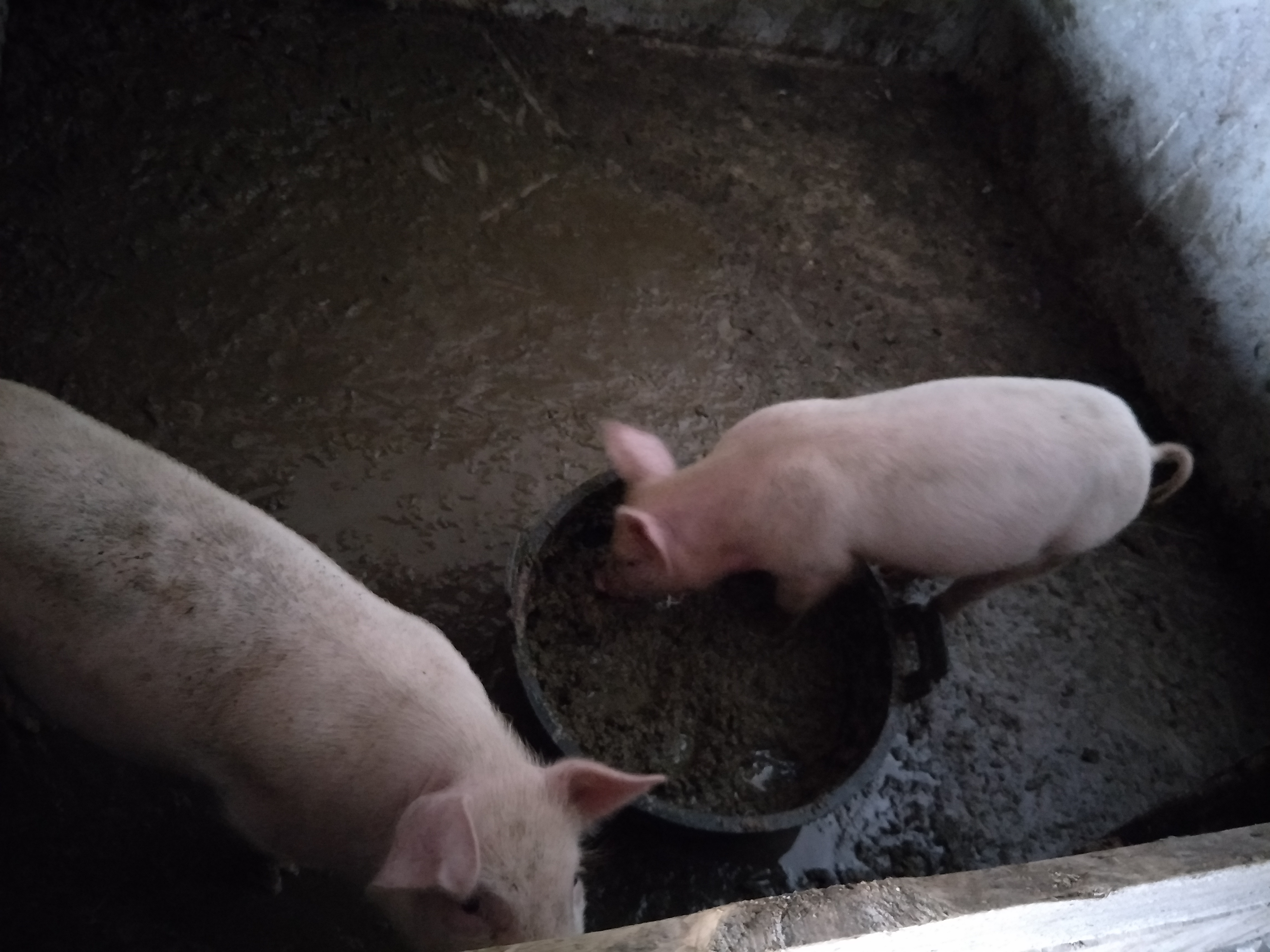 土杂猪 200-300斤