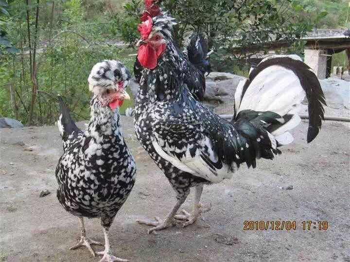贵妃鸡苗