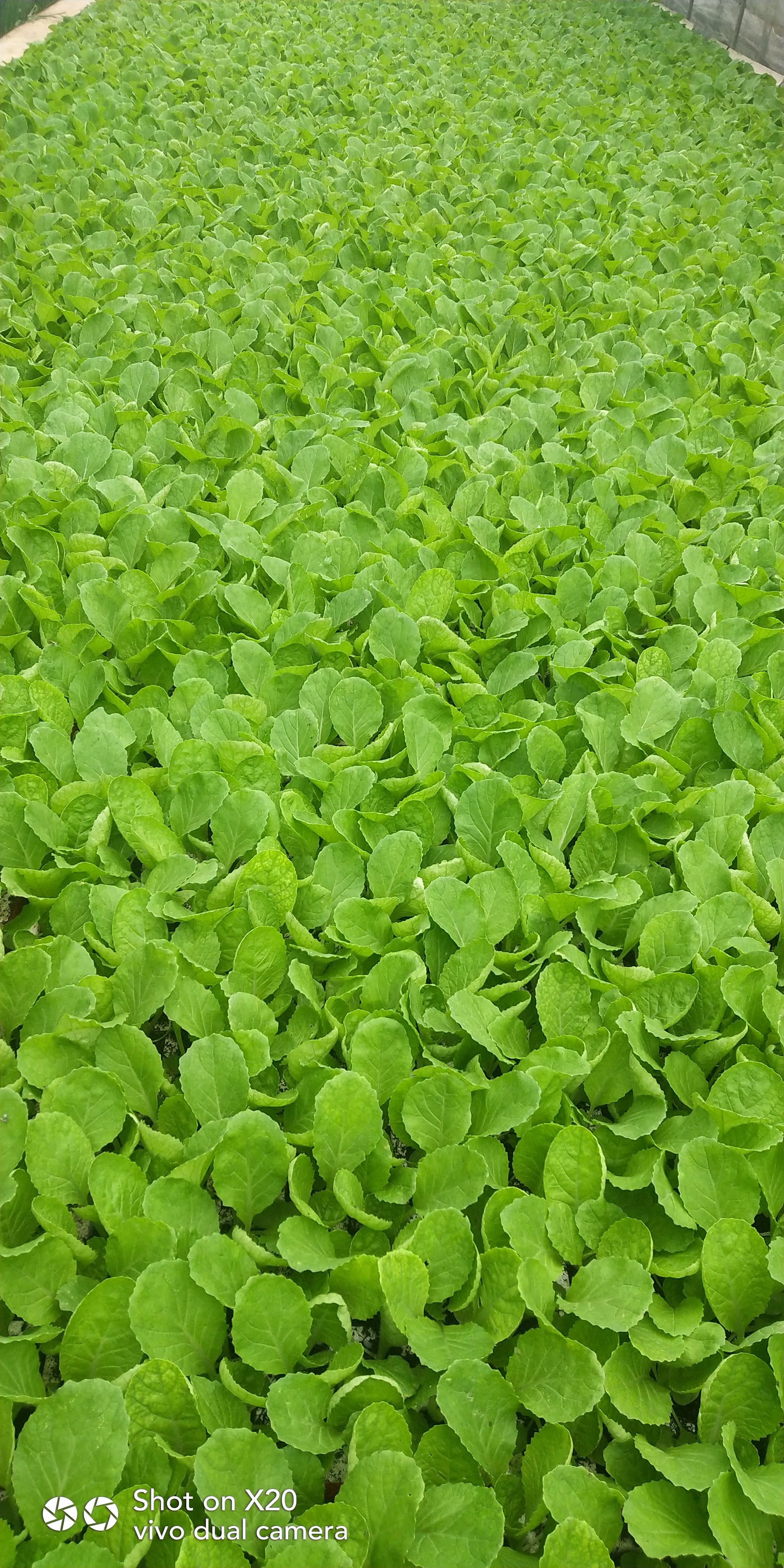 [包菜苗批发]卷心菜苗 价格0.1元/株 - 惠农网