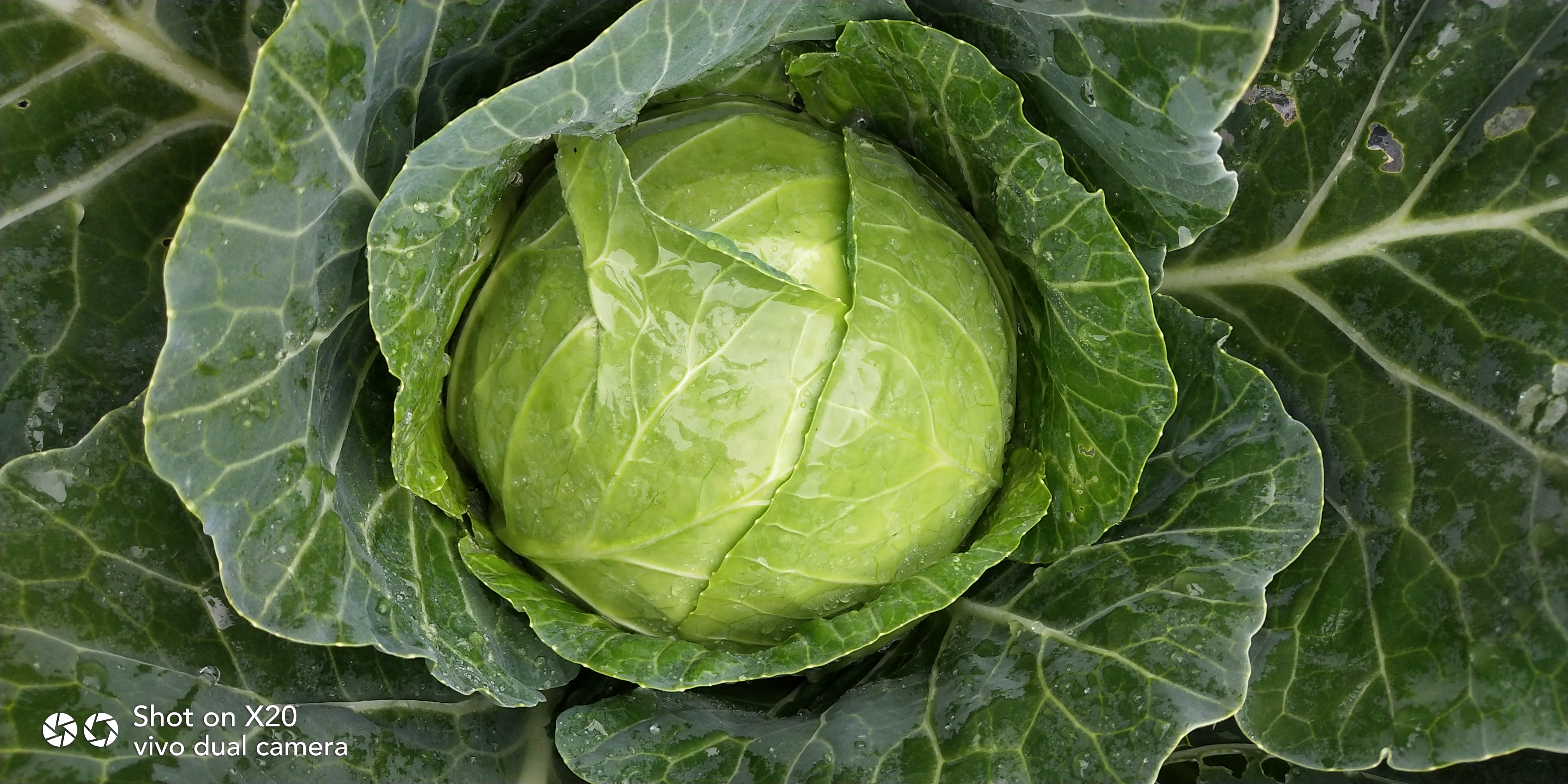 卷心菜苗