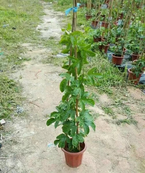 黄金百香果苗