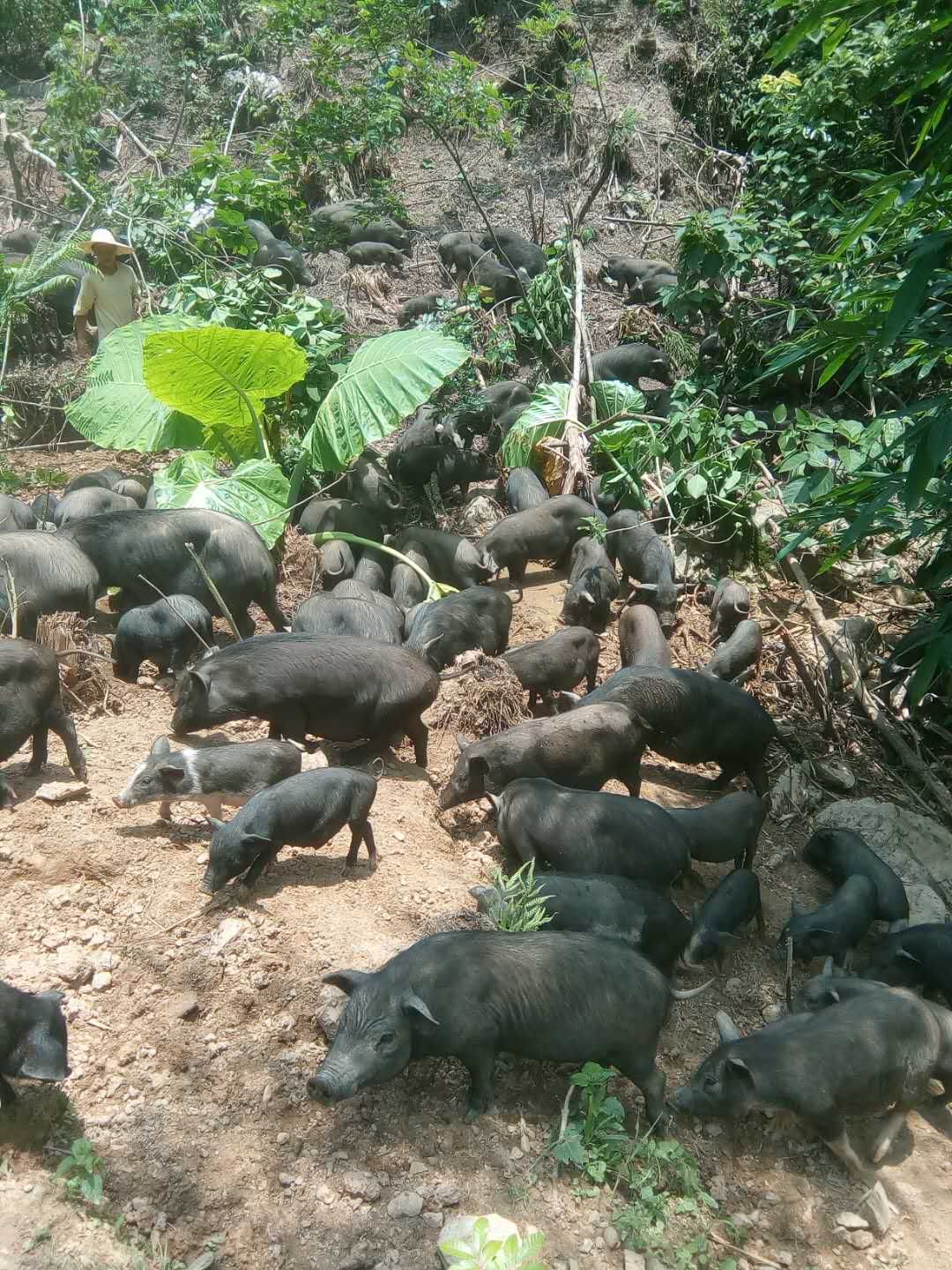 原生态香猪,坚决不喂饲料,添加剂.追求绿色食品