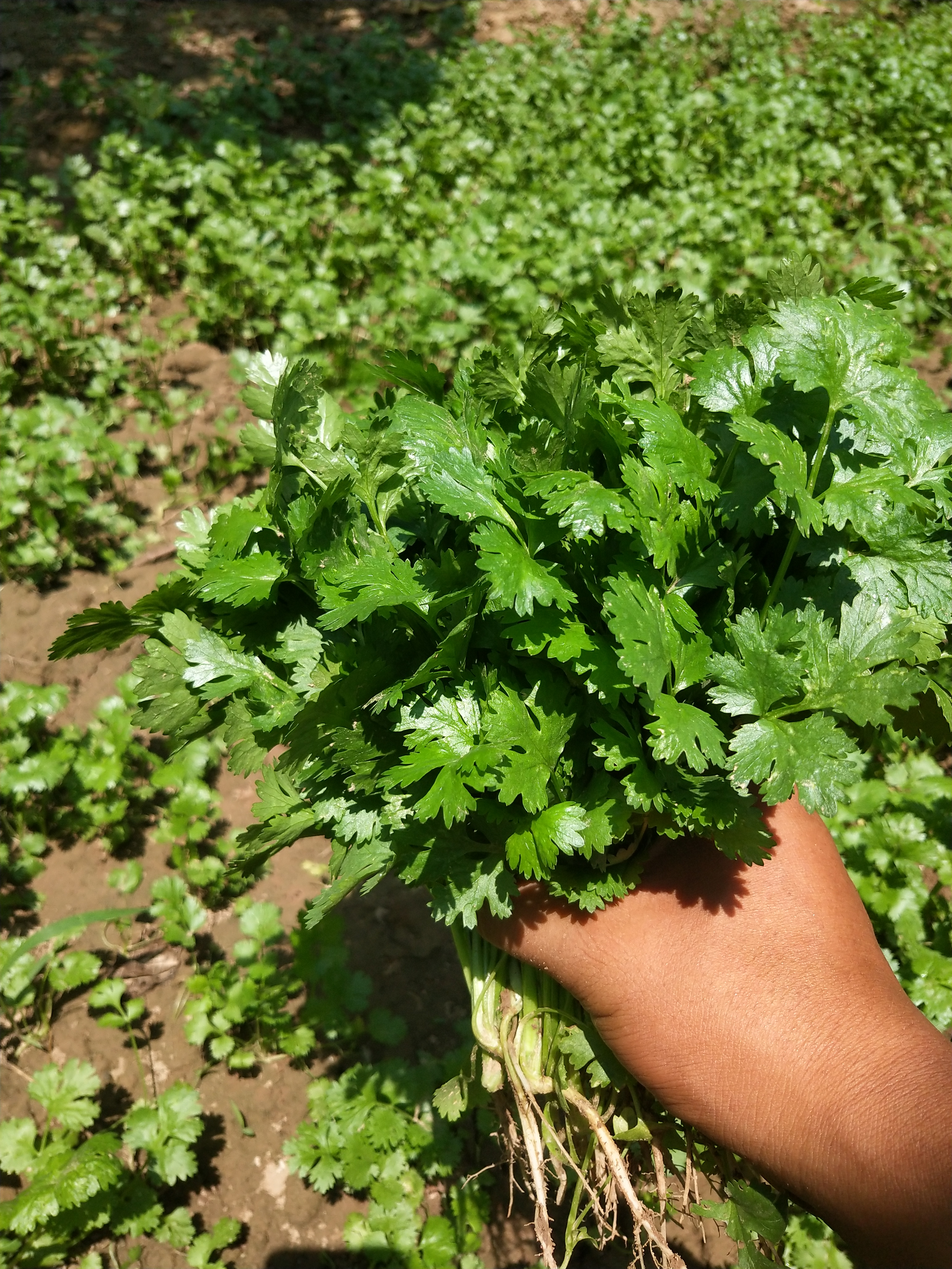 大叶香菜 20~25cm