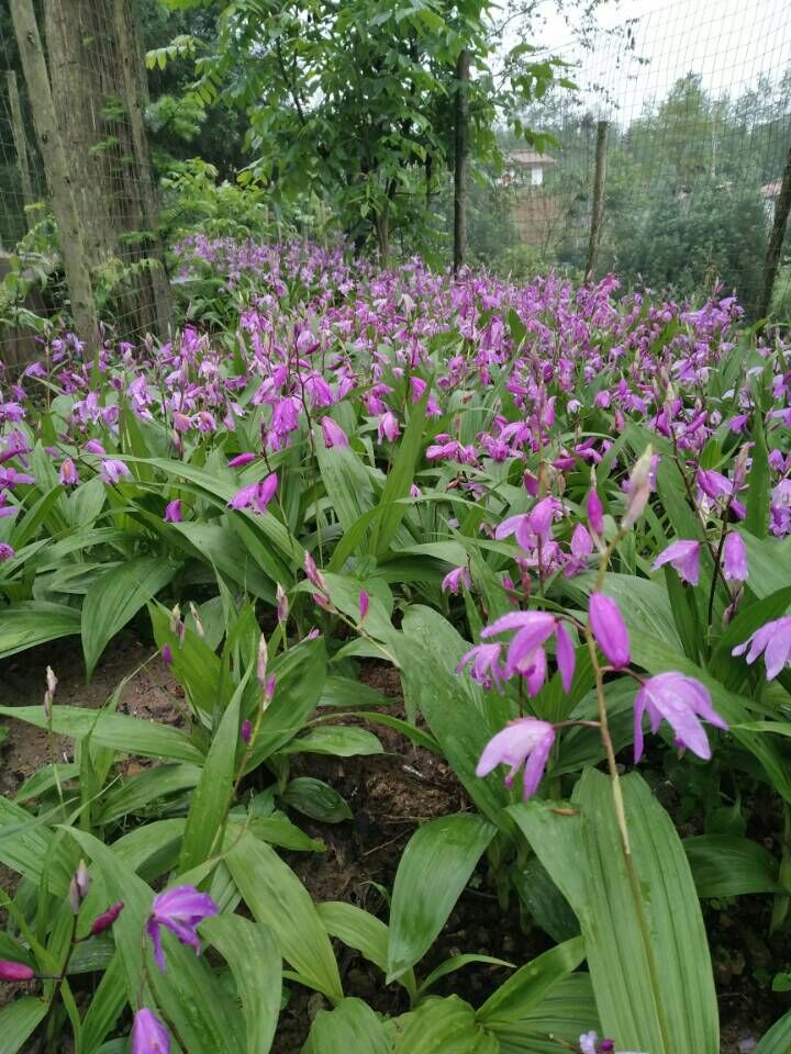白及 贵州优质白芨