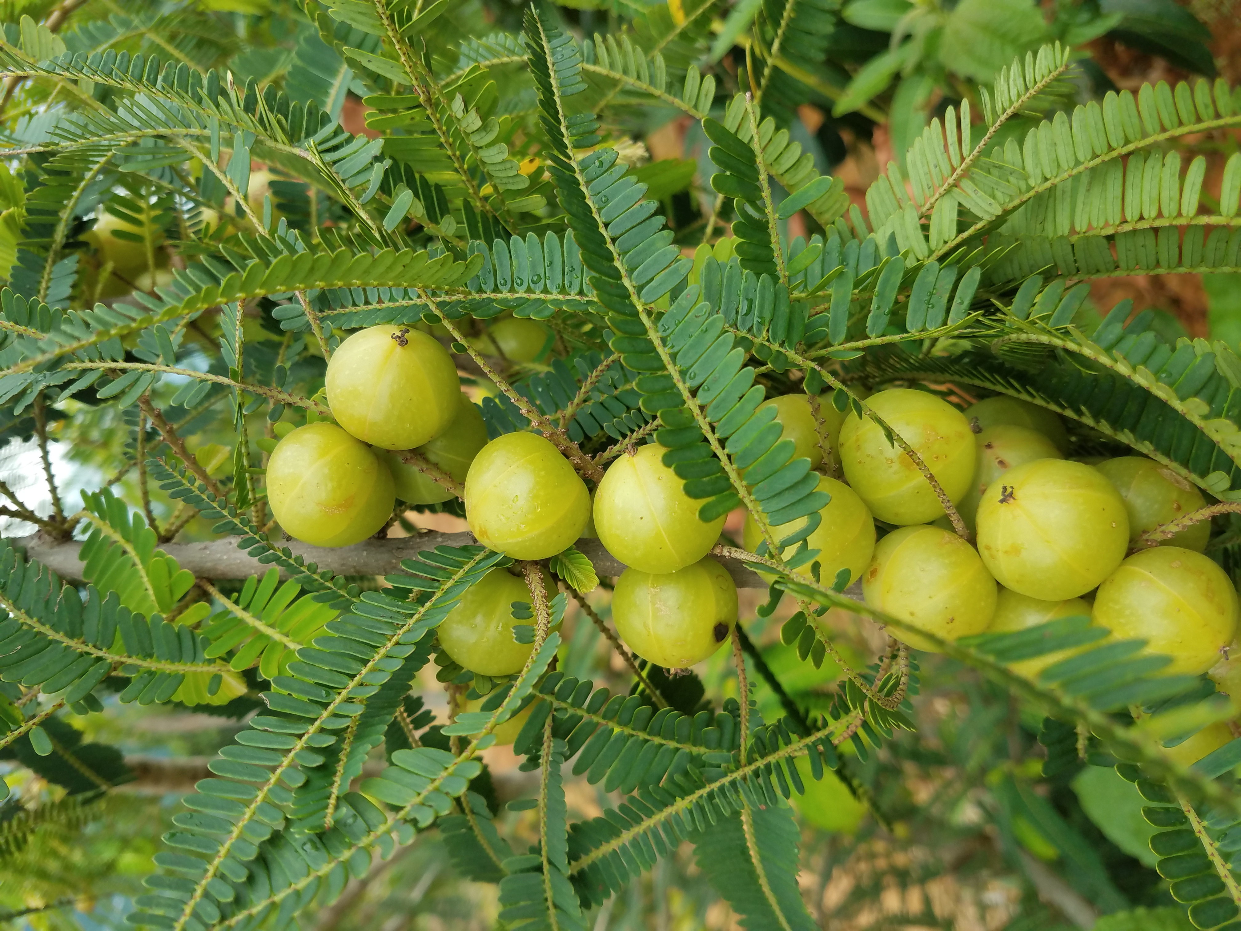 滇橄榄 11g以上