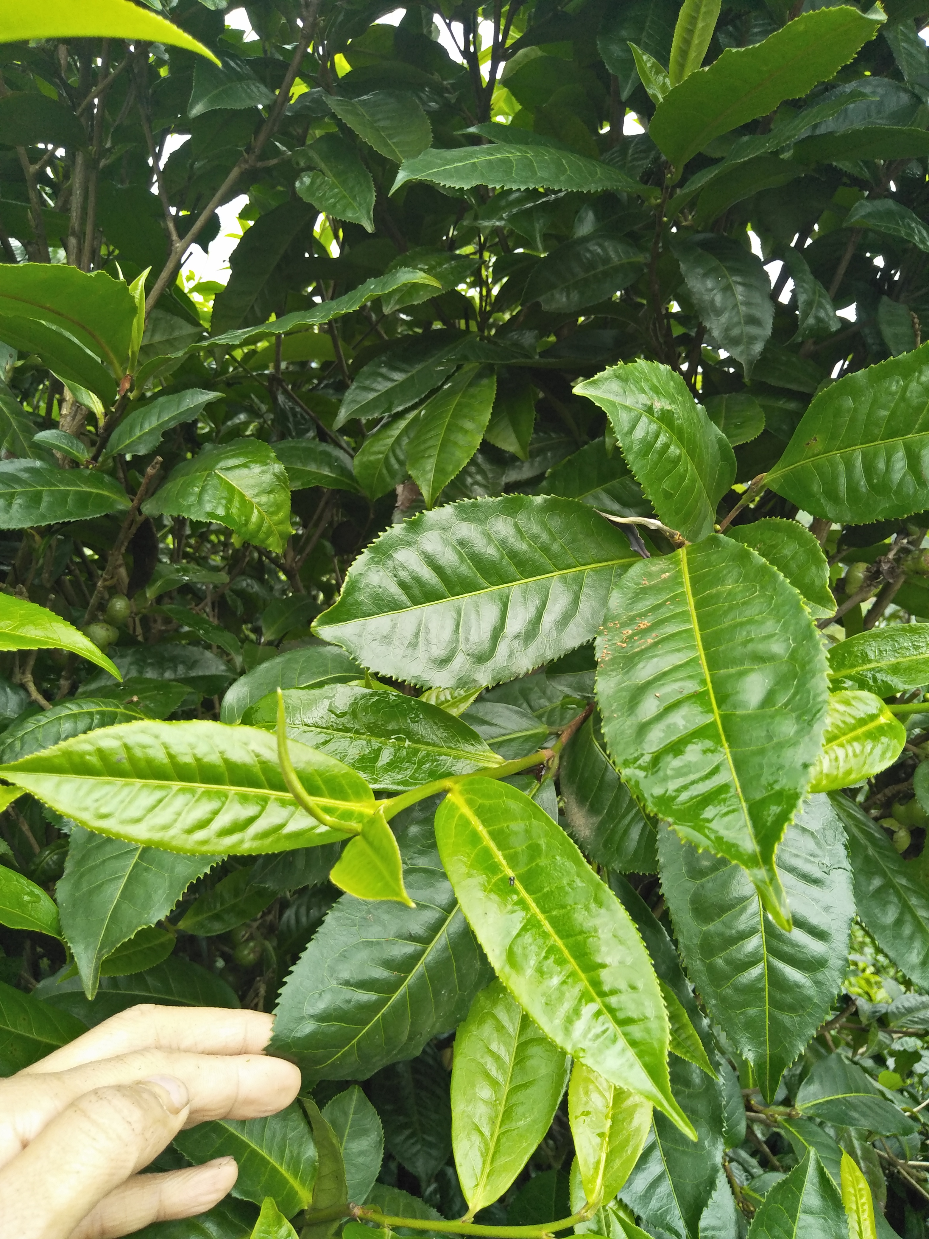 勐库古树茶 散装 二级