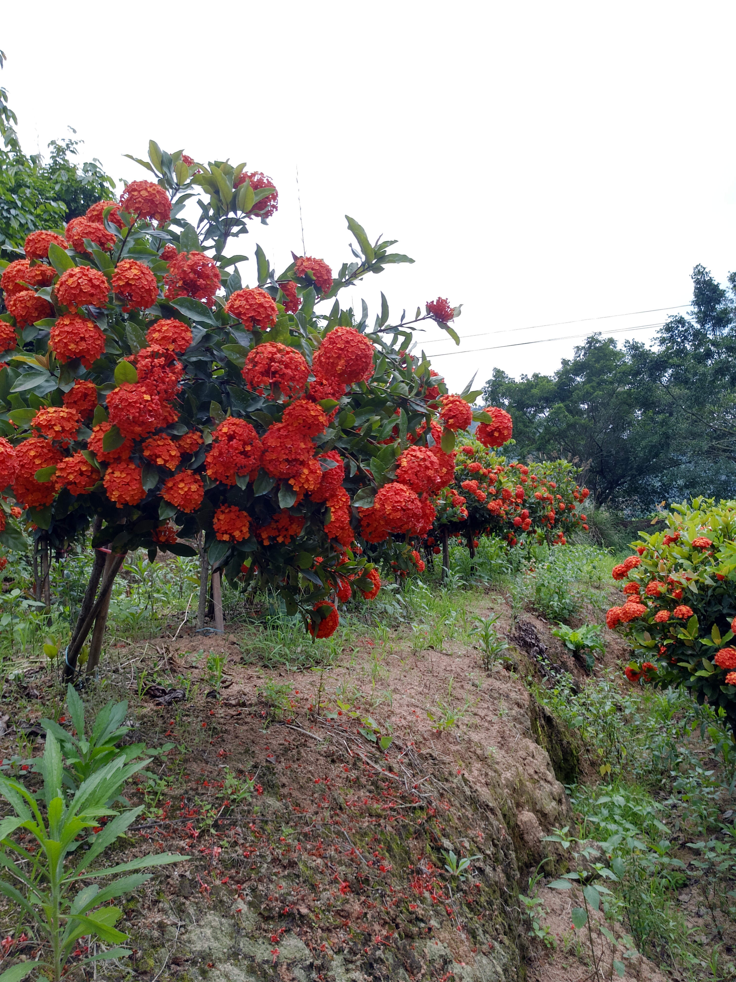 广东肇庆德庆县龙船花