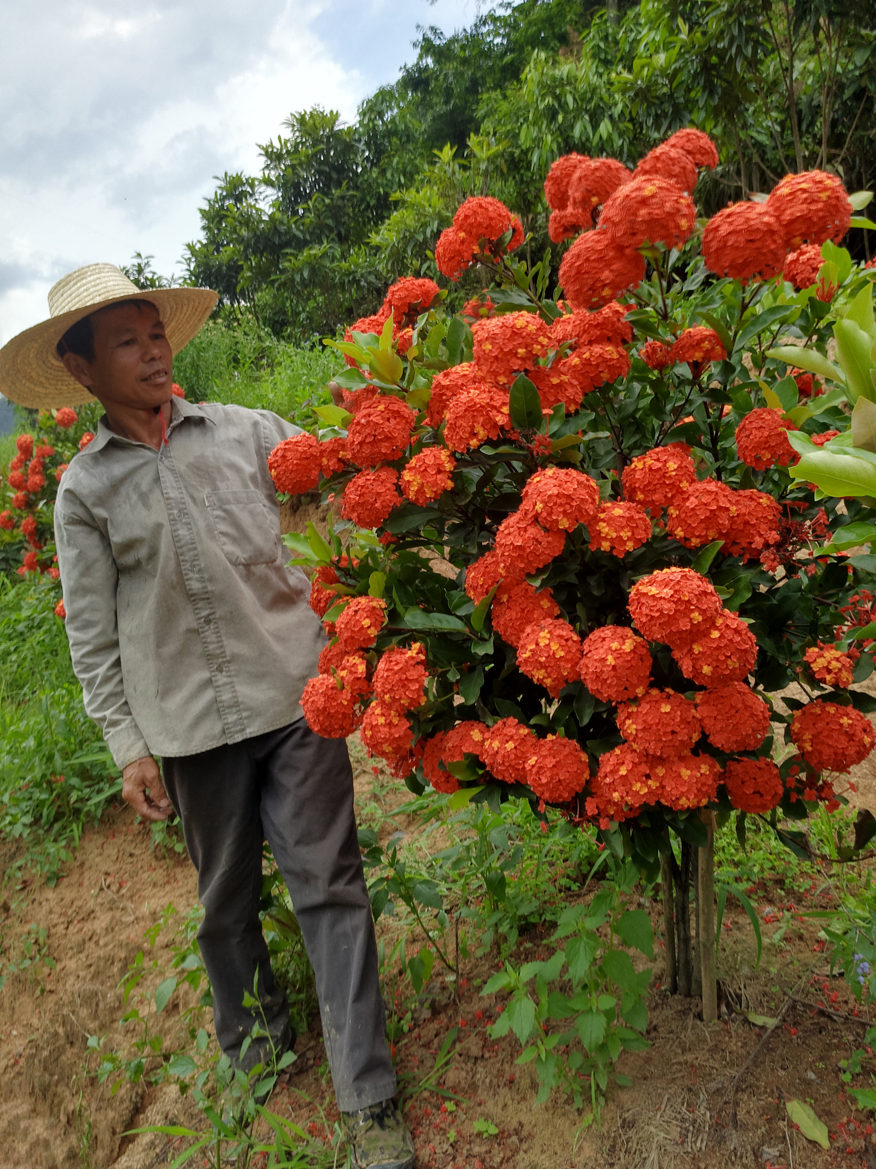 商品详情 德庆品种龙船花,特点:花颜色鲜红,花多,花球大而紧凑,花瓣