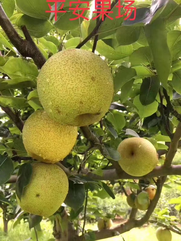 供应大厅  水果 梨  商品详情 台湾水晶梨,鲜甜可口,香脆多汁,是一种