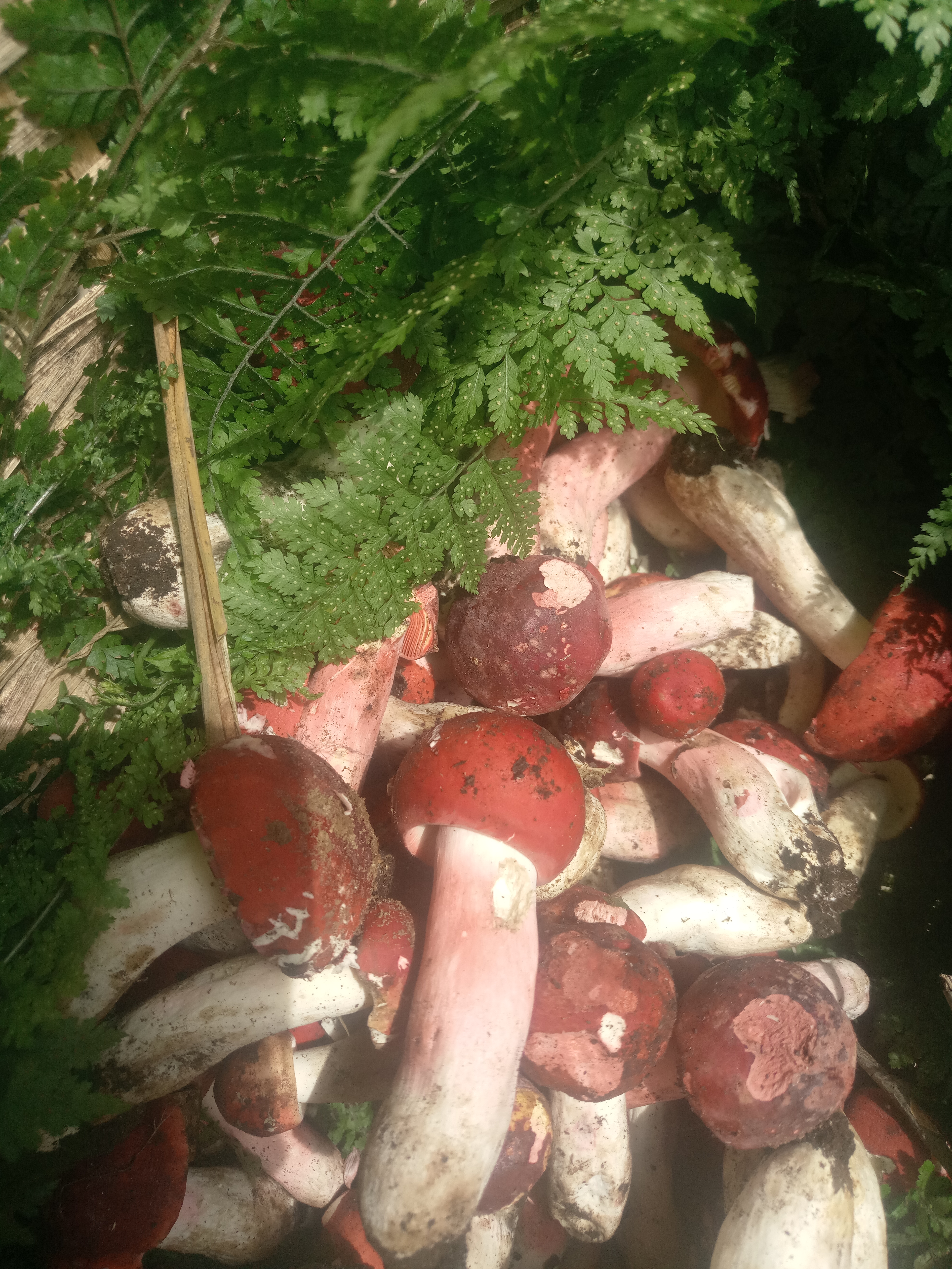 红菌,云南高黎贡山大红菇