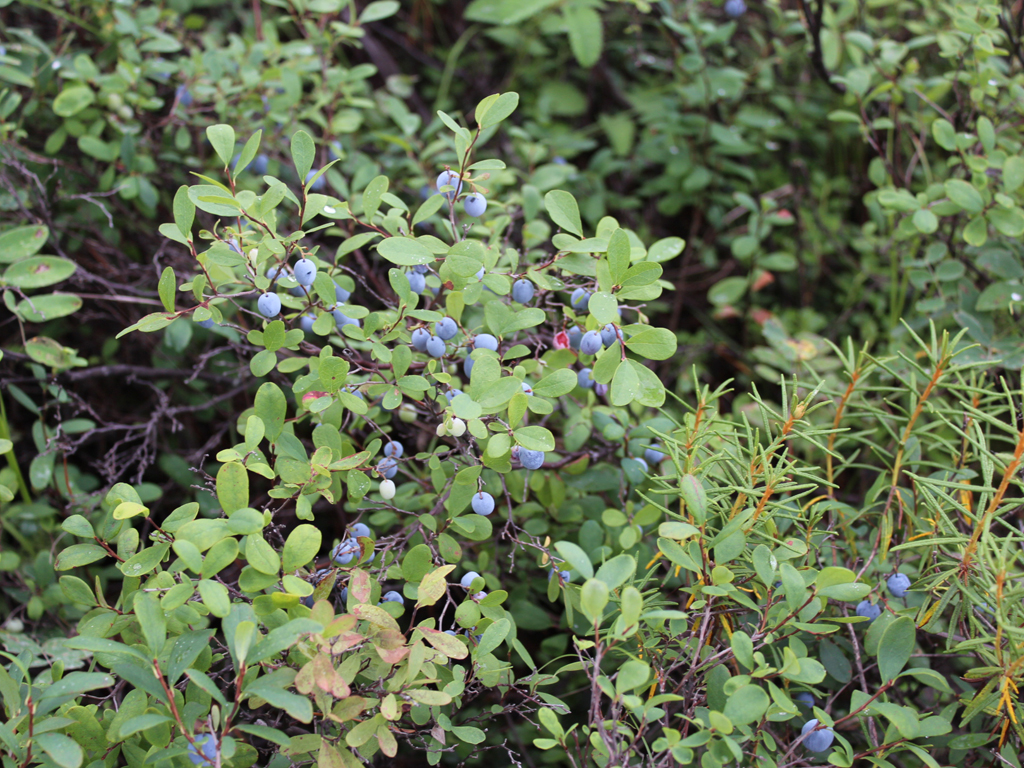 野生蓝莓 鲜果 4 - 6mm以上