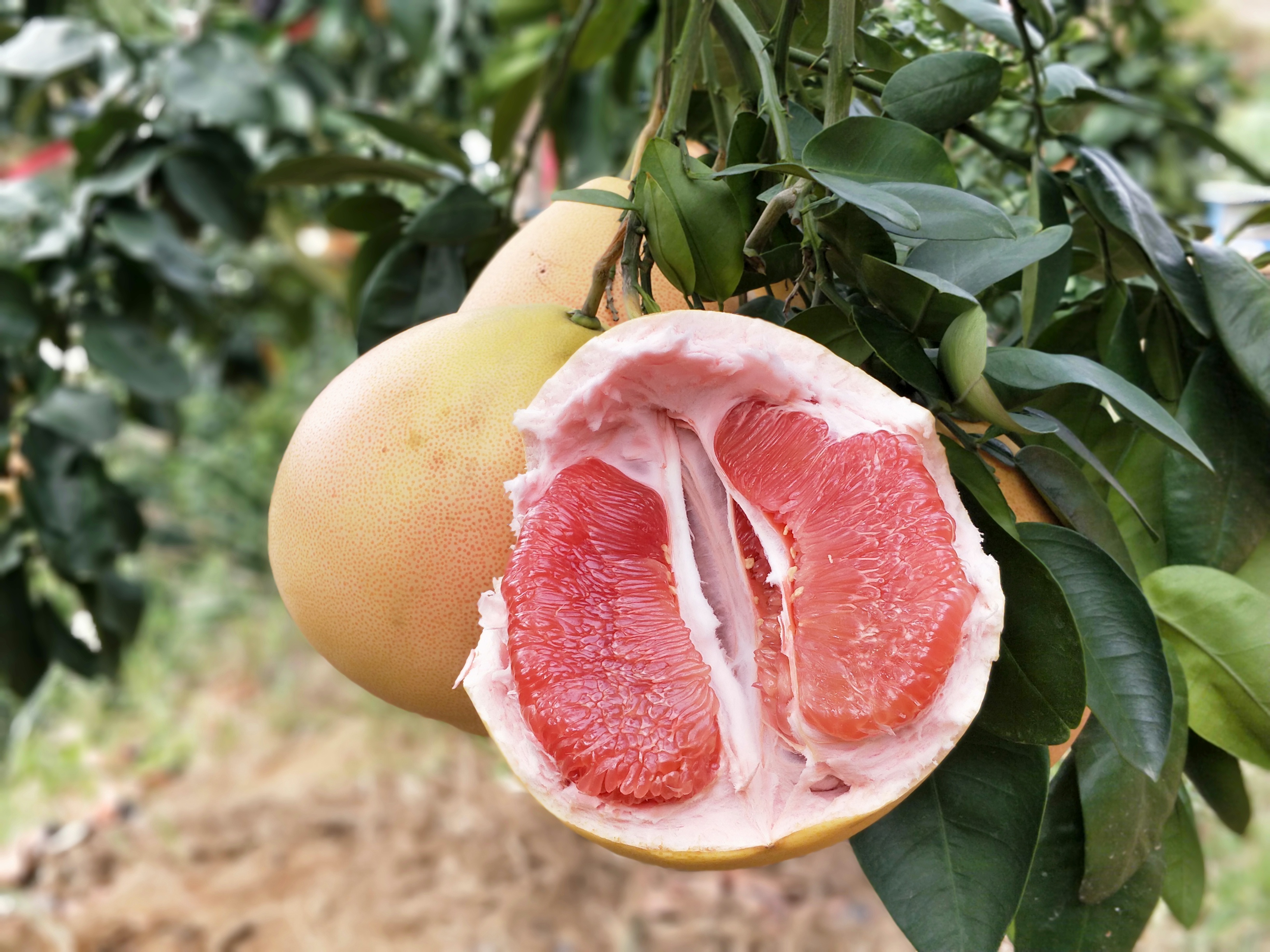 惠农网 柚子 三红蜜柚 5斤以上 约5.0斤/箱 手机预览