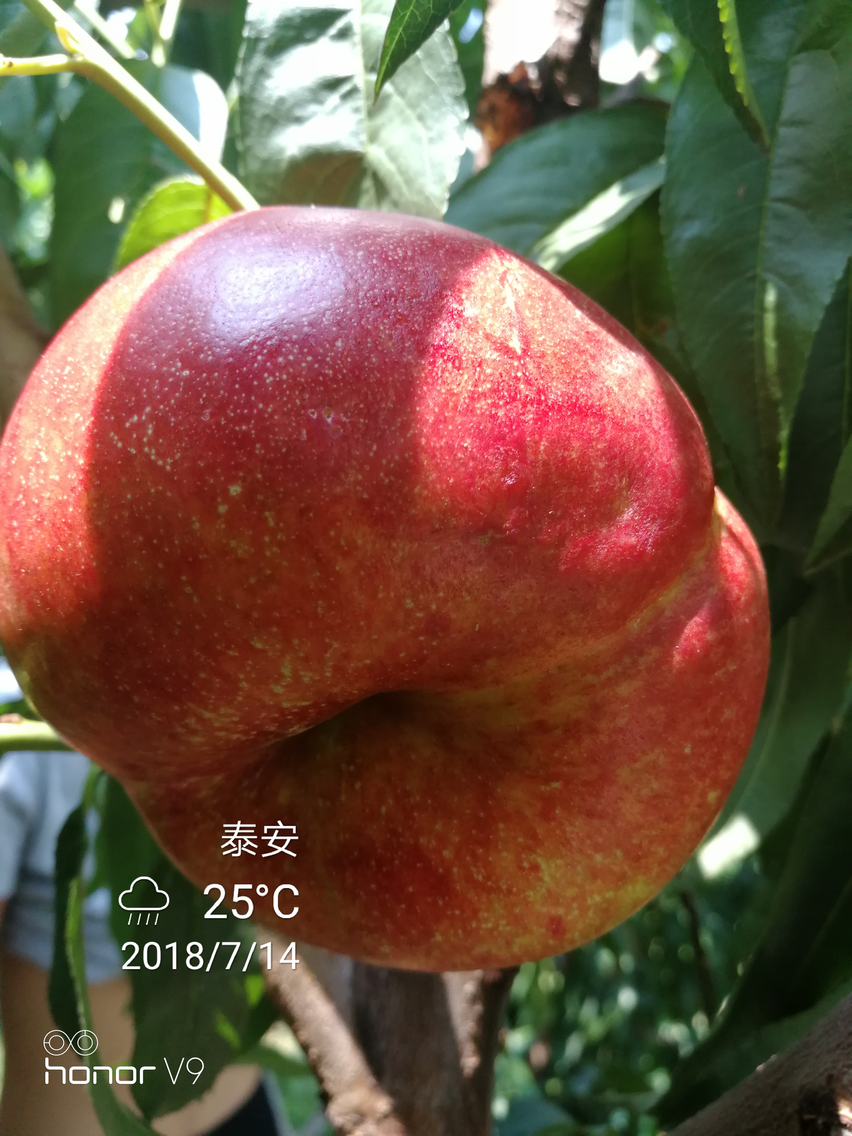 油蟠桃苗 1~1.5米