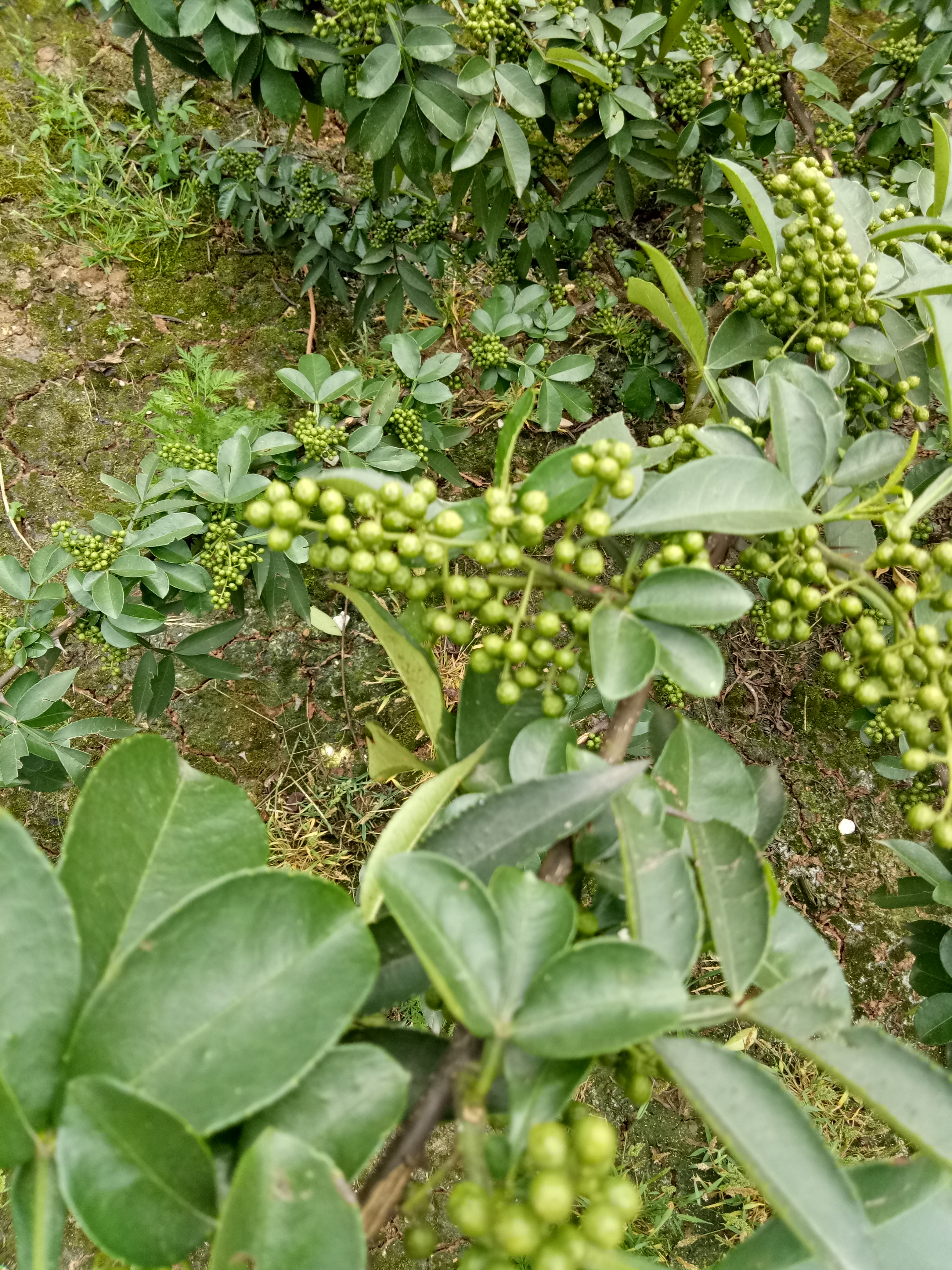 品种名:青花椒          绿色有机食品,(九叶青花椒)