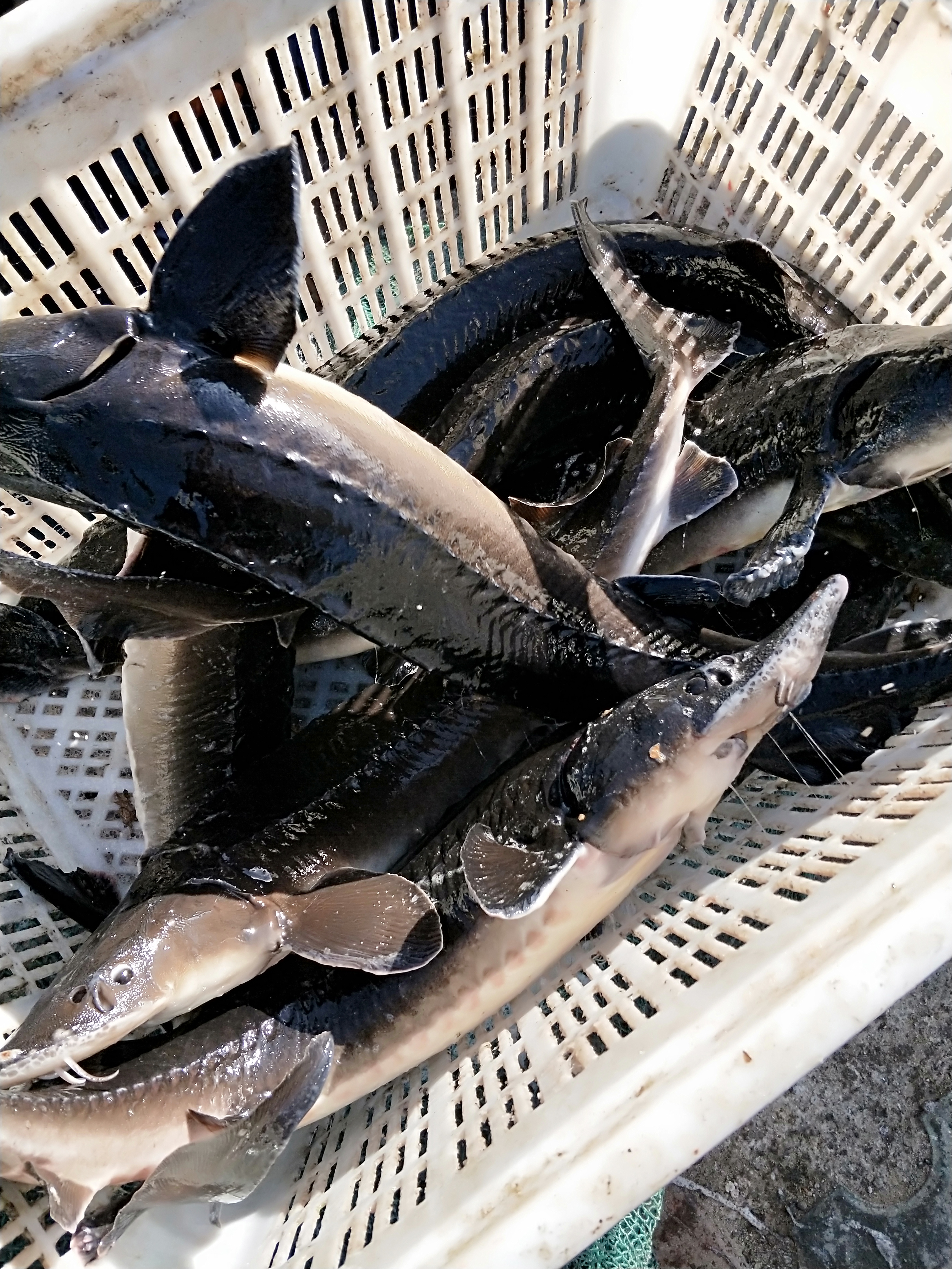 西杂鲟鱼 人工养殖 1-2公斤