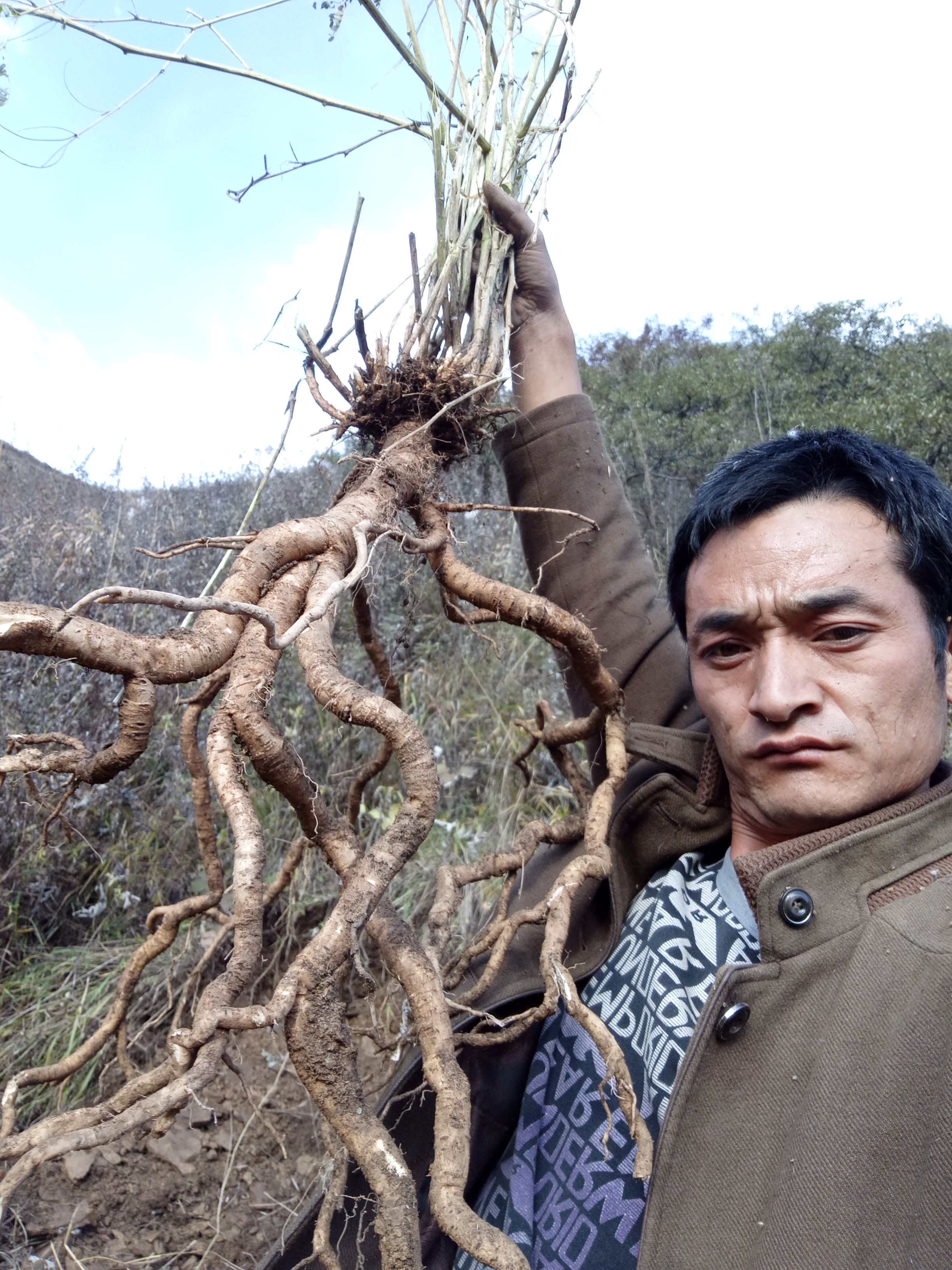 黄芪切片