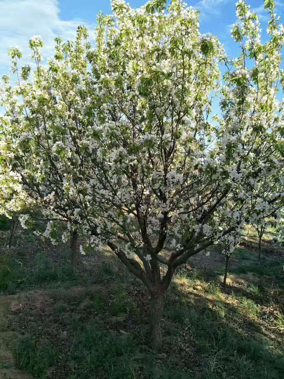 八棱海棠