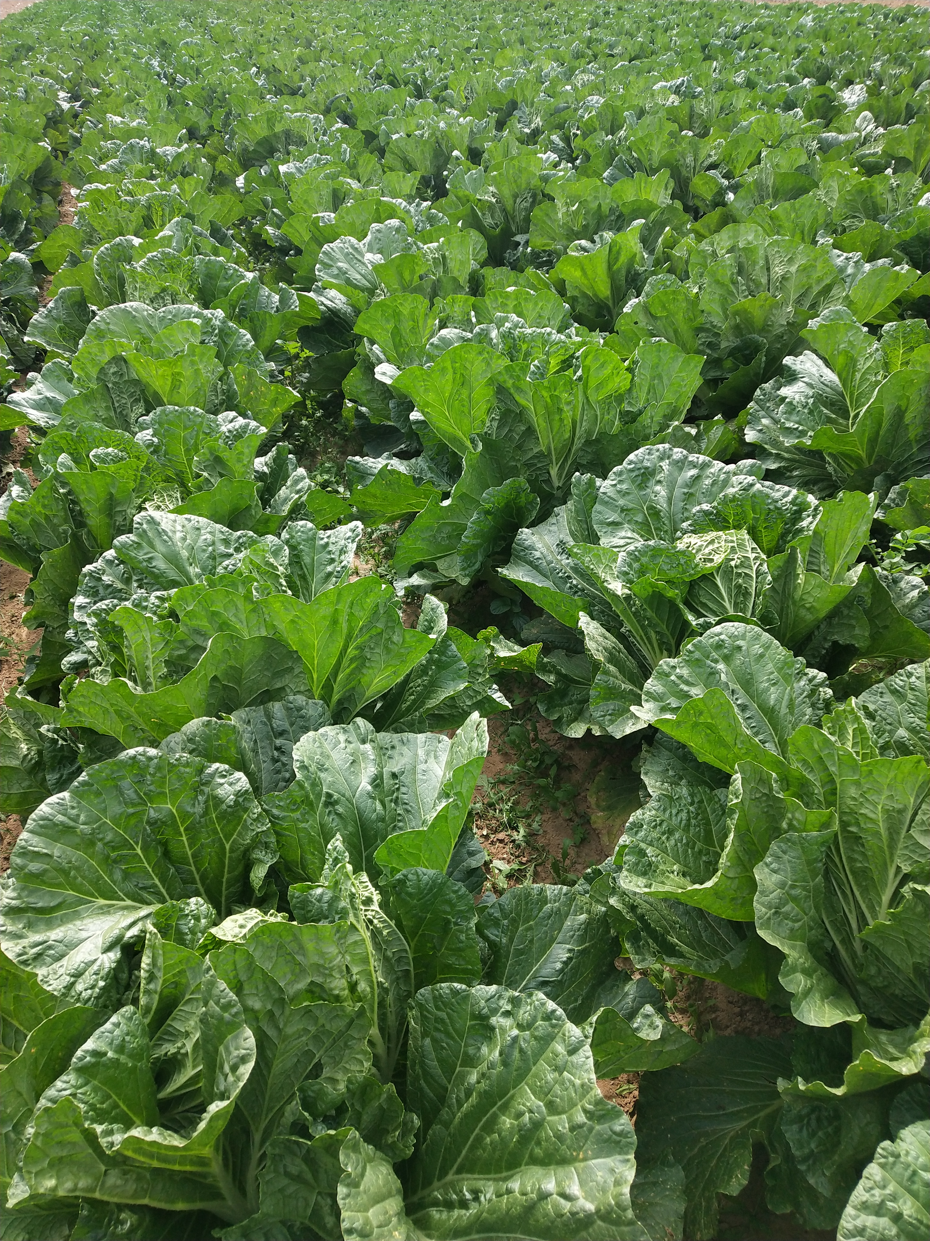 黄心大白菜 6~10斤 净菜